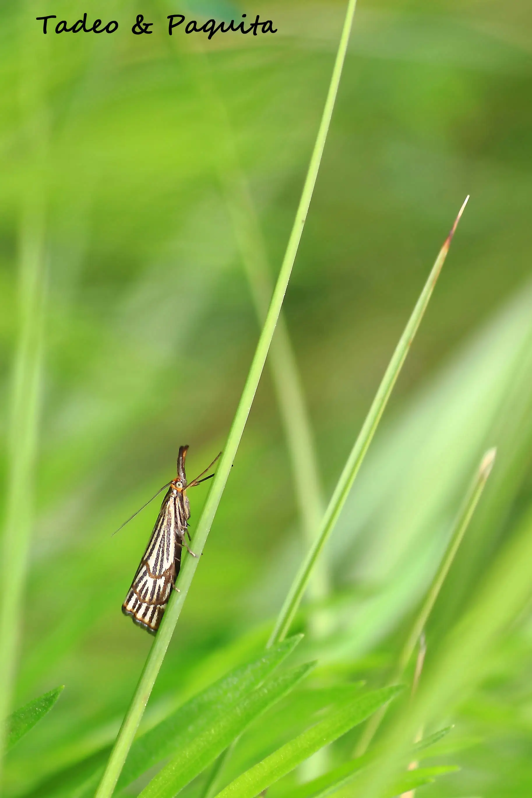 Chrysocrambus craterellus