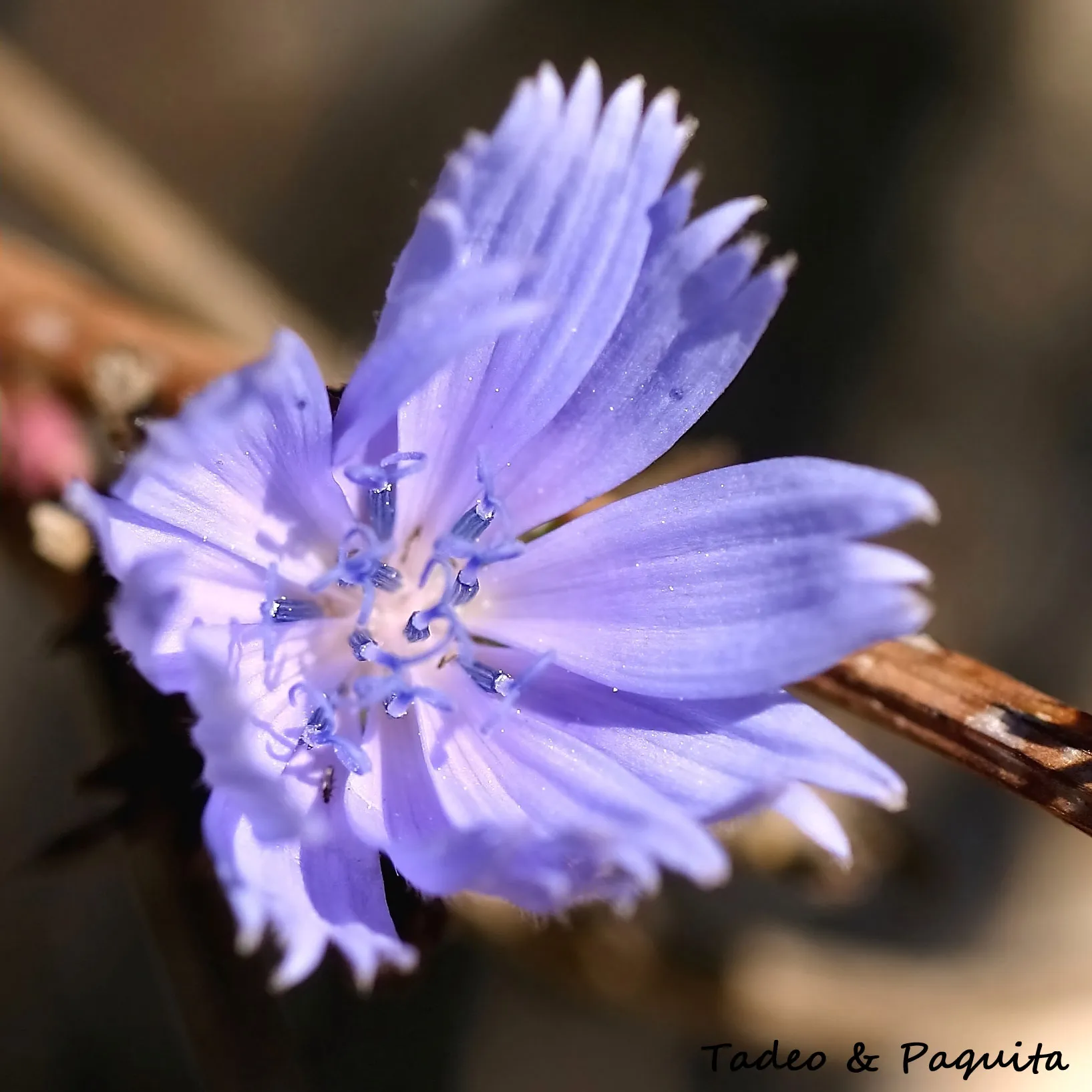 Cichorium intybus, achicoria
