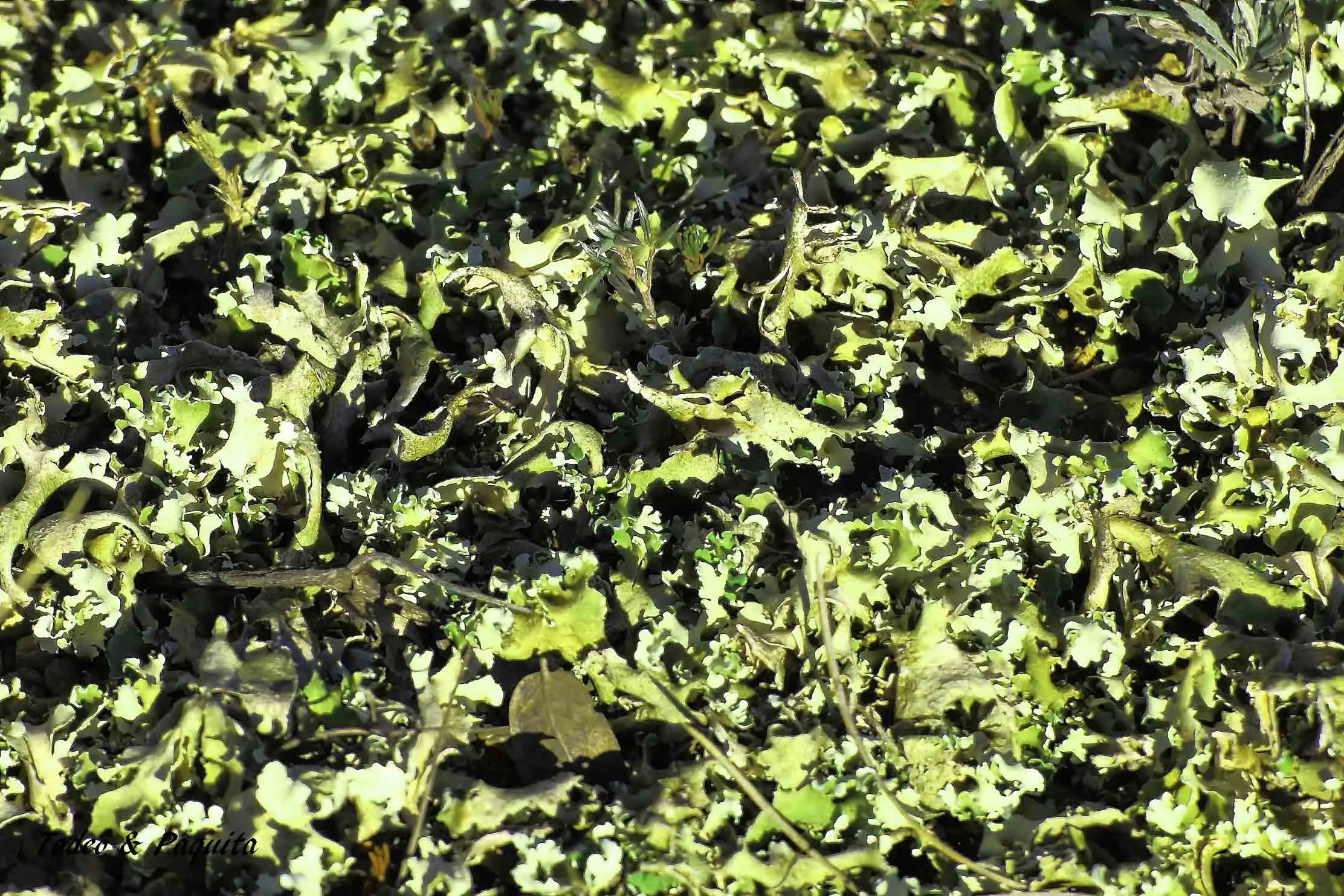 Cladonia foliacea
