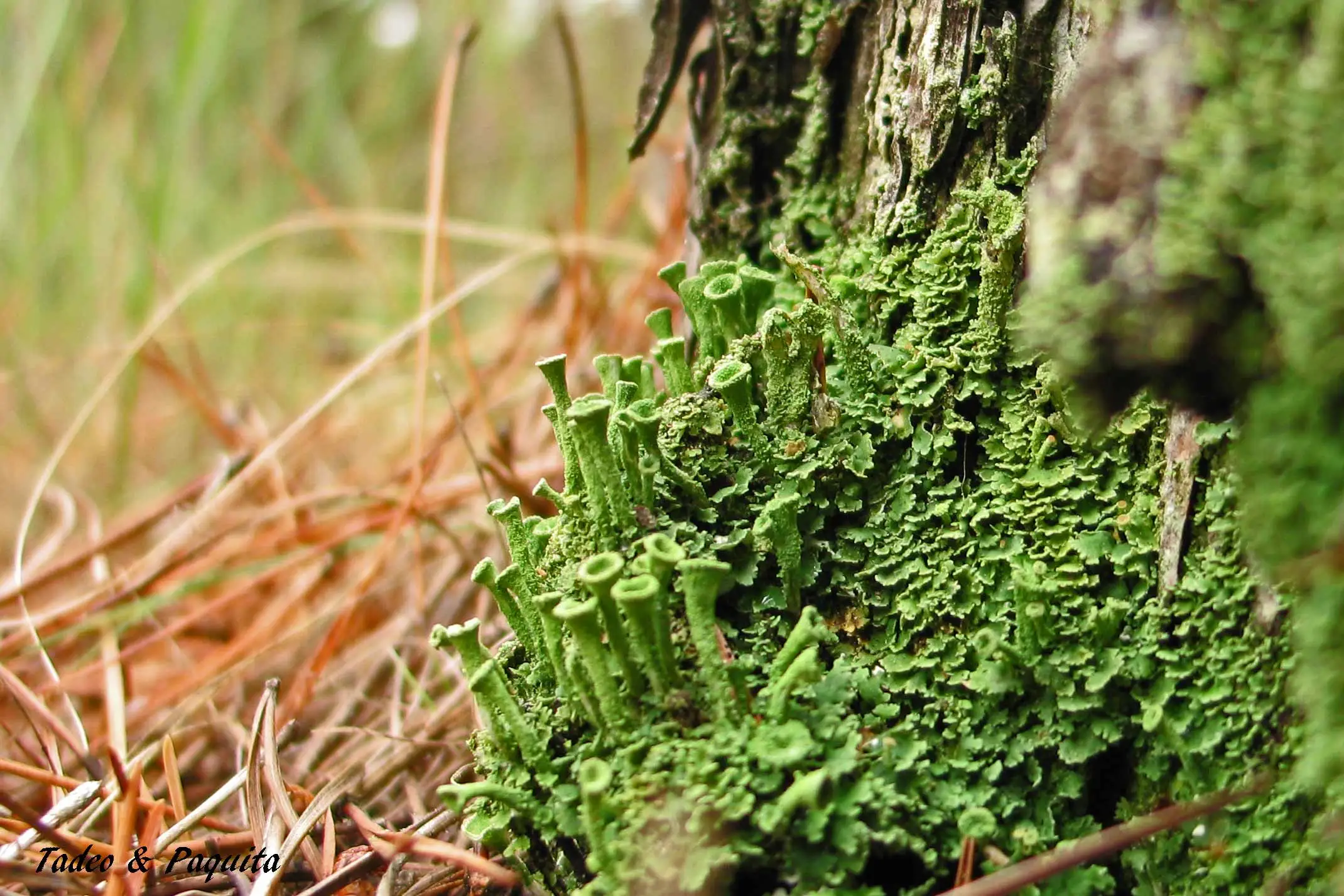 Cladonia pyxidata