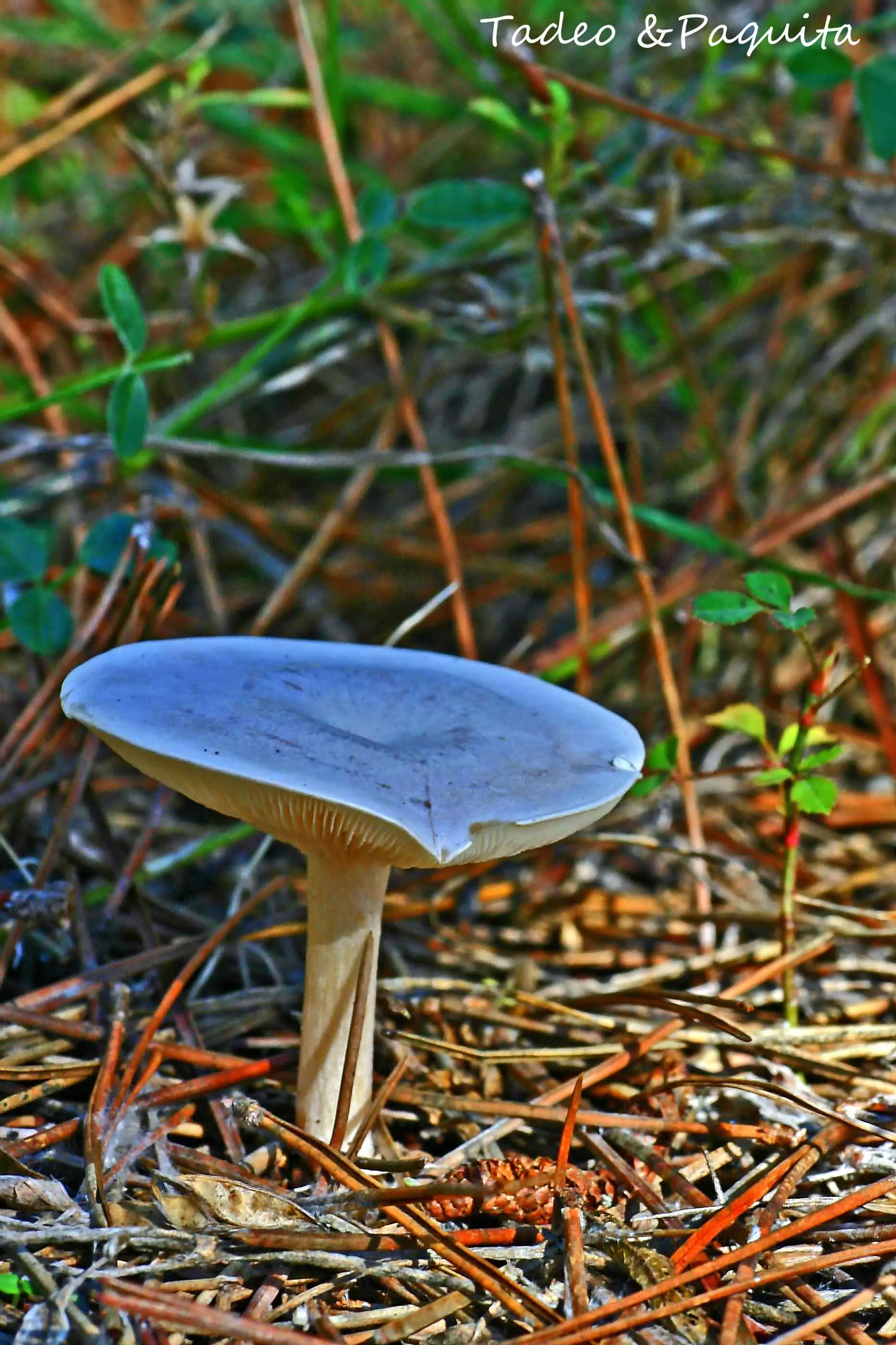 Clitocybe odora