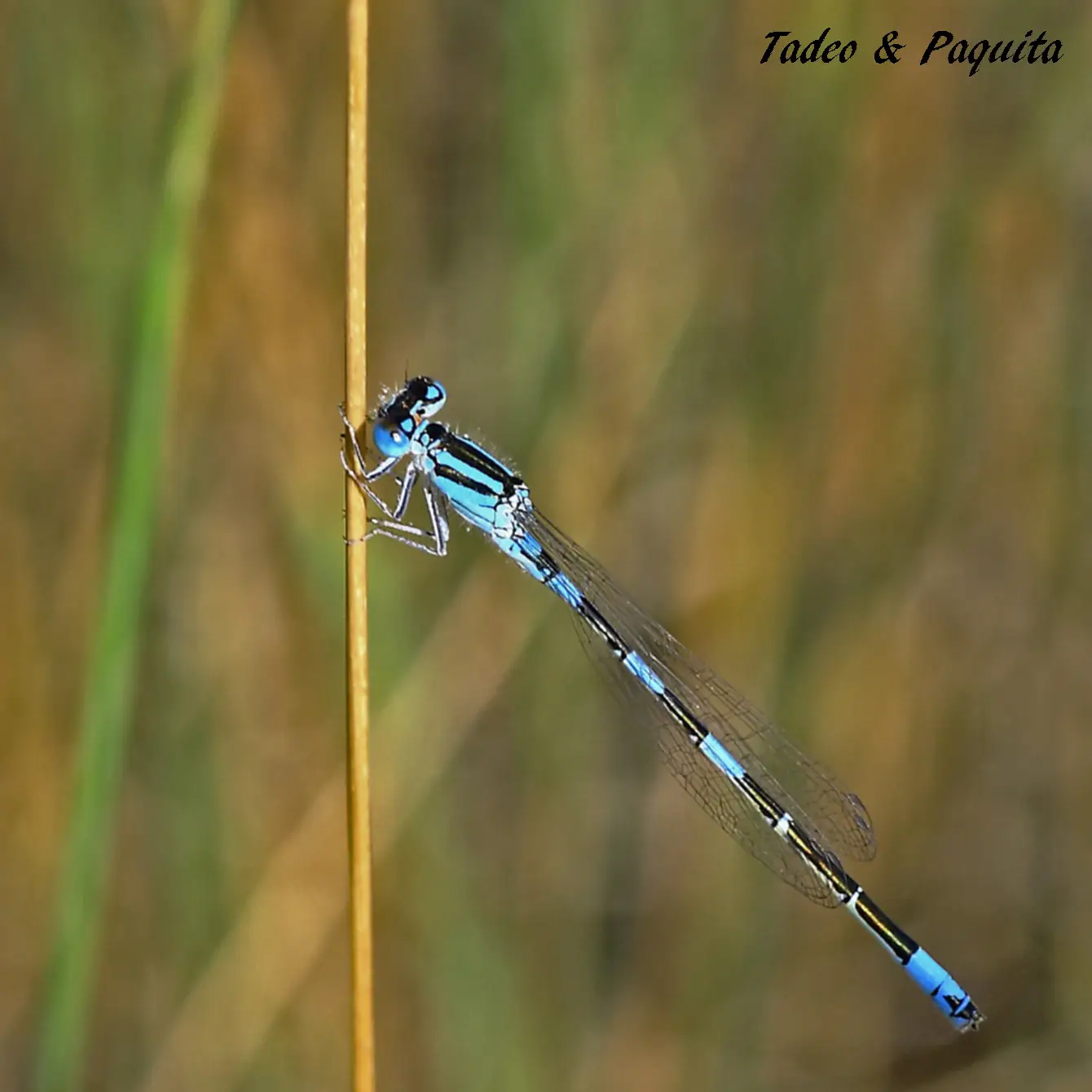 Coenagrion puella, macho