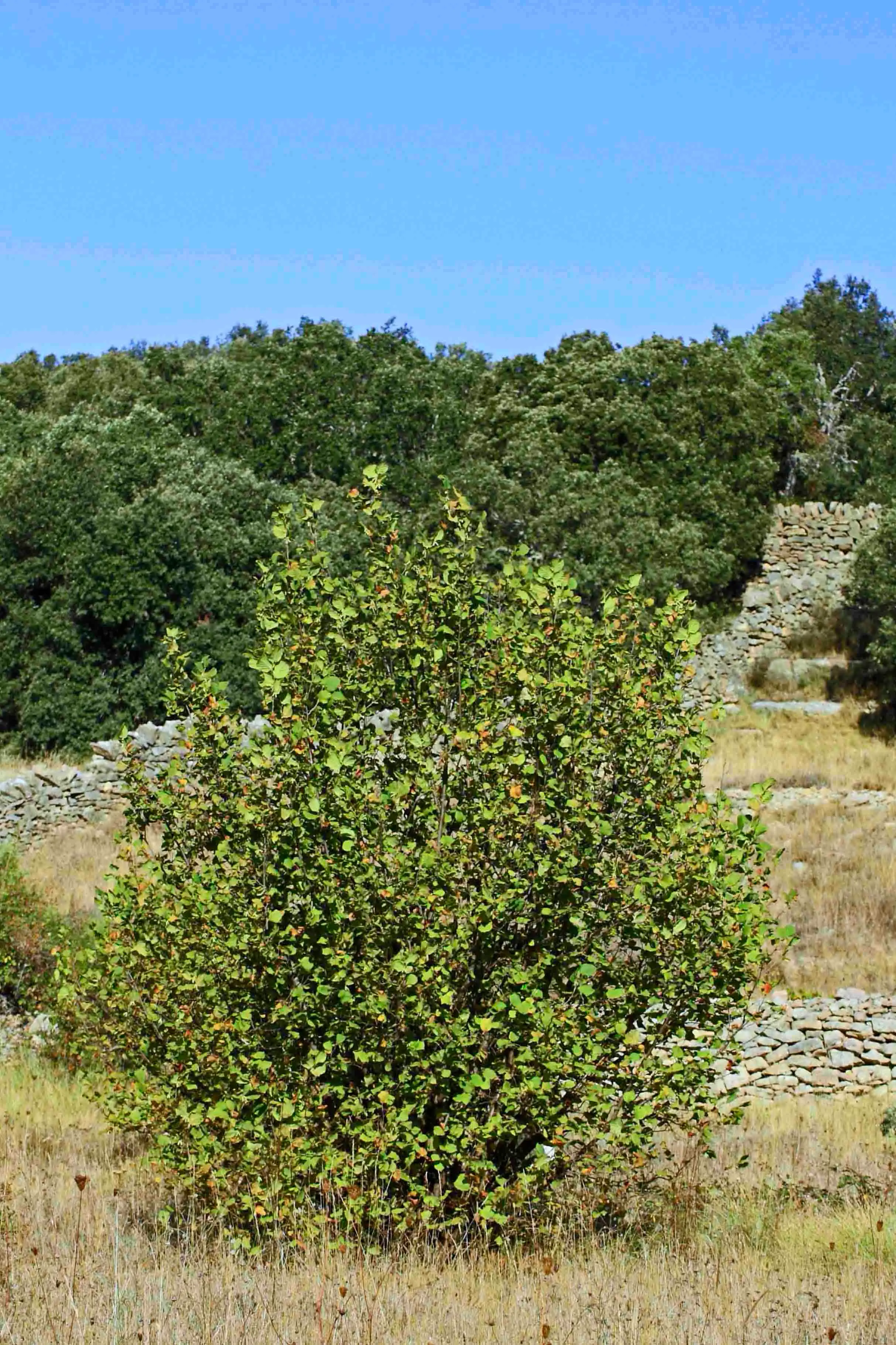 Avellano