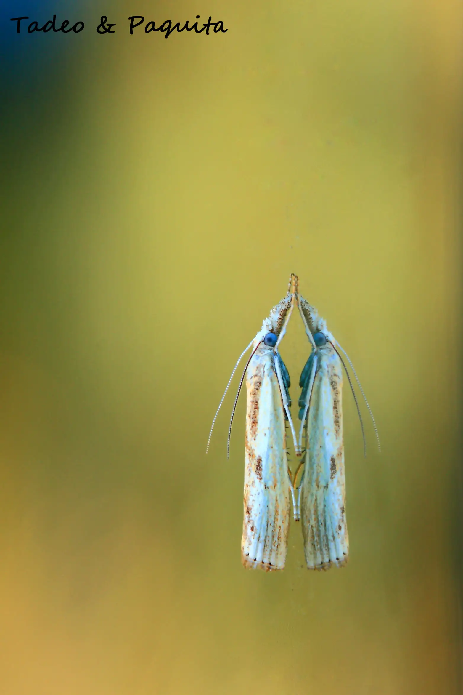 Crambus