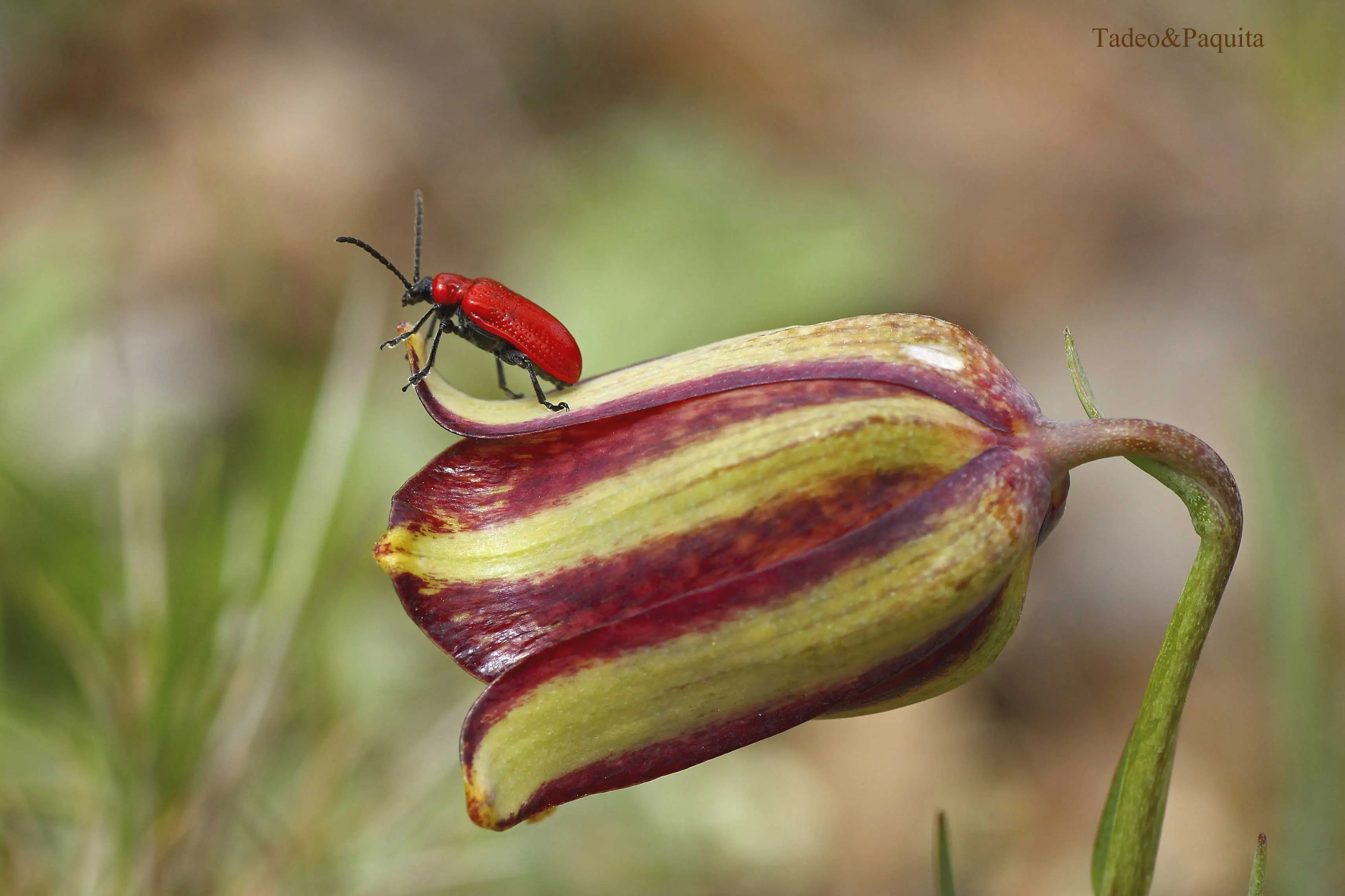 Crioceris merdigera