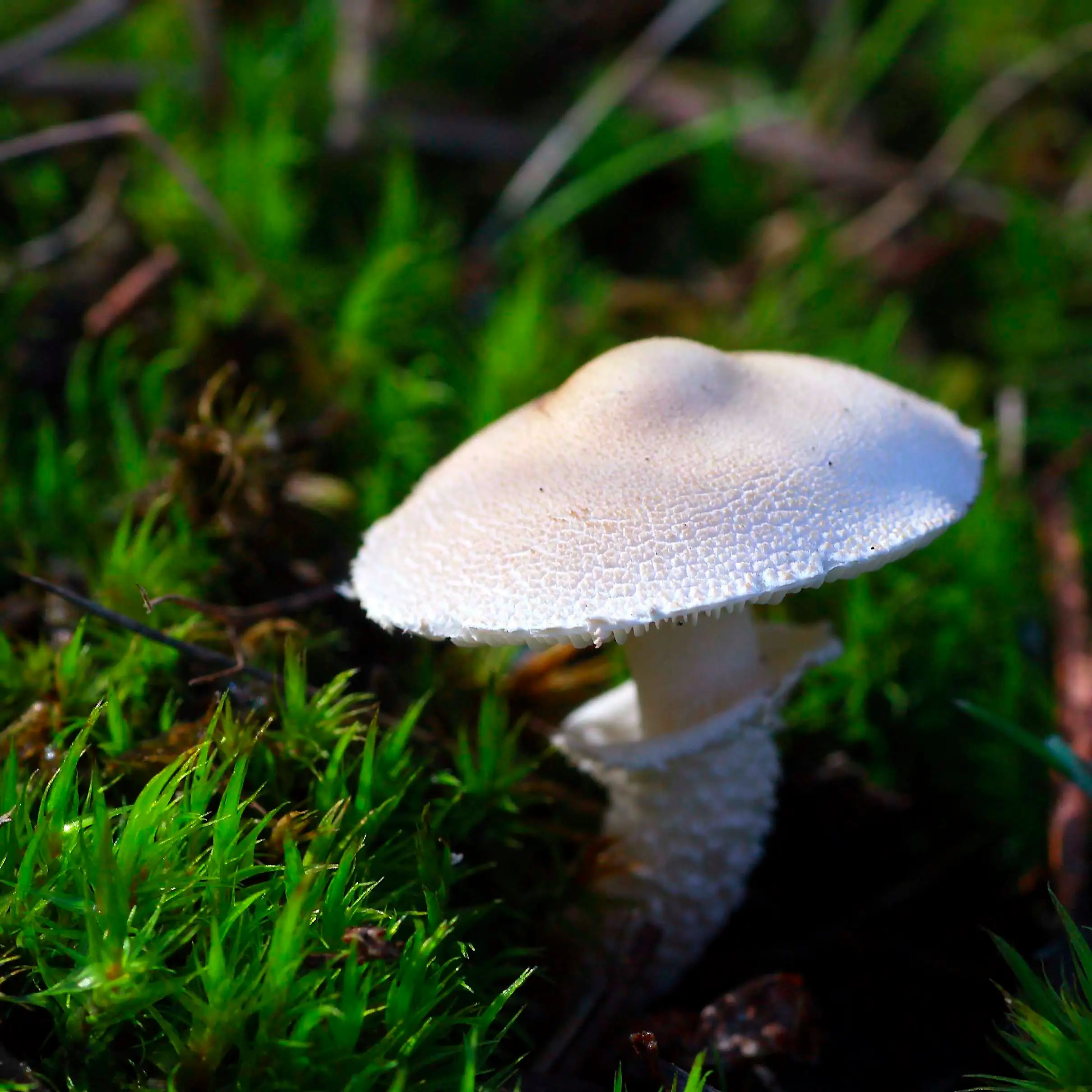 Cystoderma carcharias