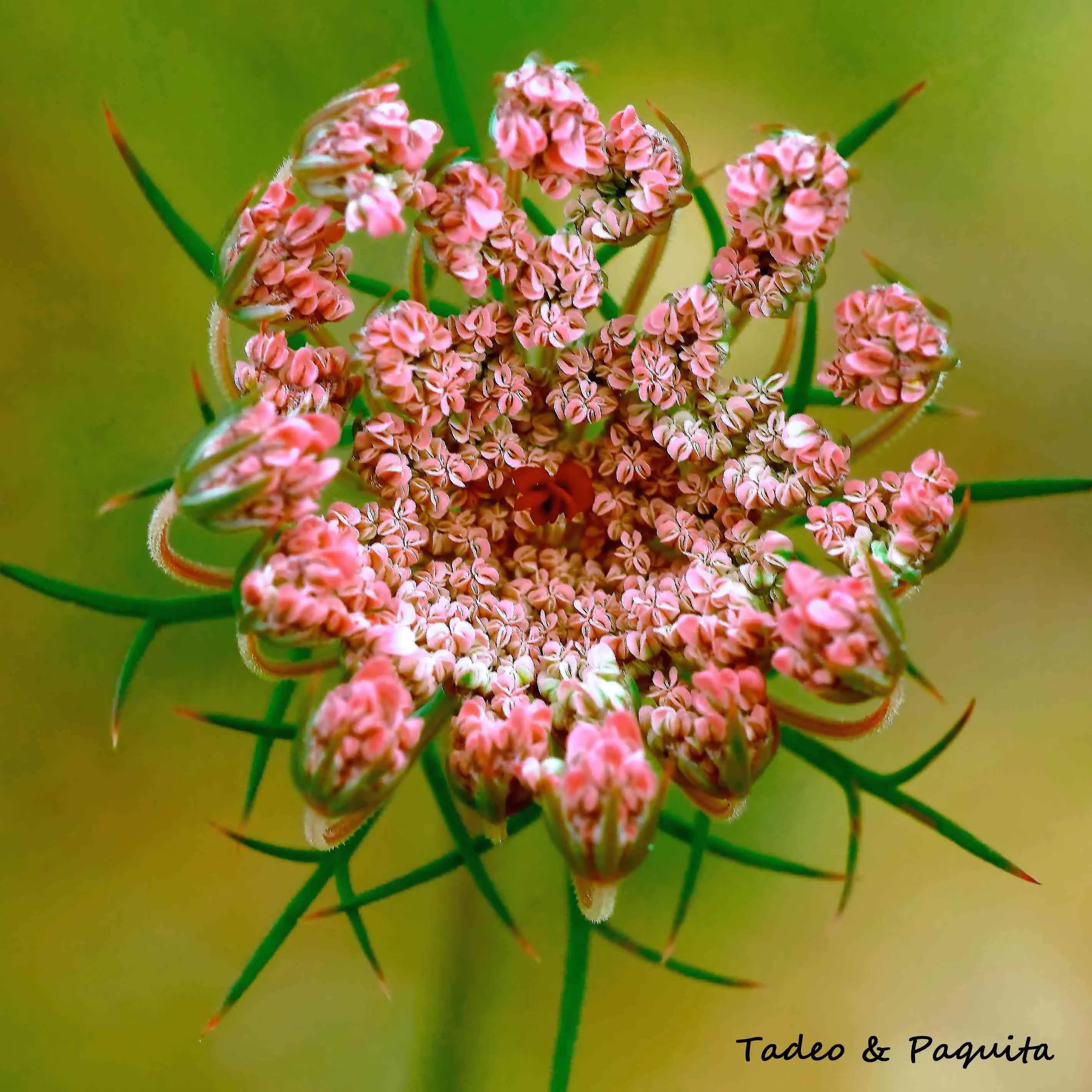 Daucus carota, zanahoria silvestre