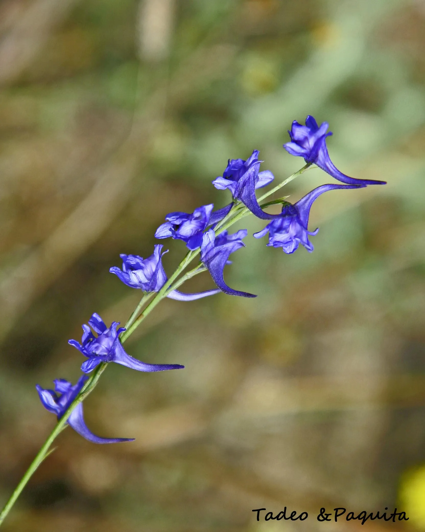 Delphinium gracile, espuela de caballero