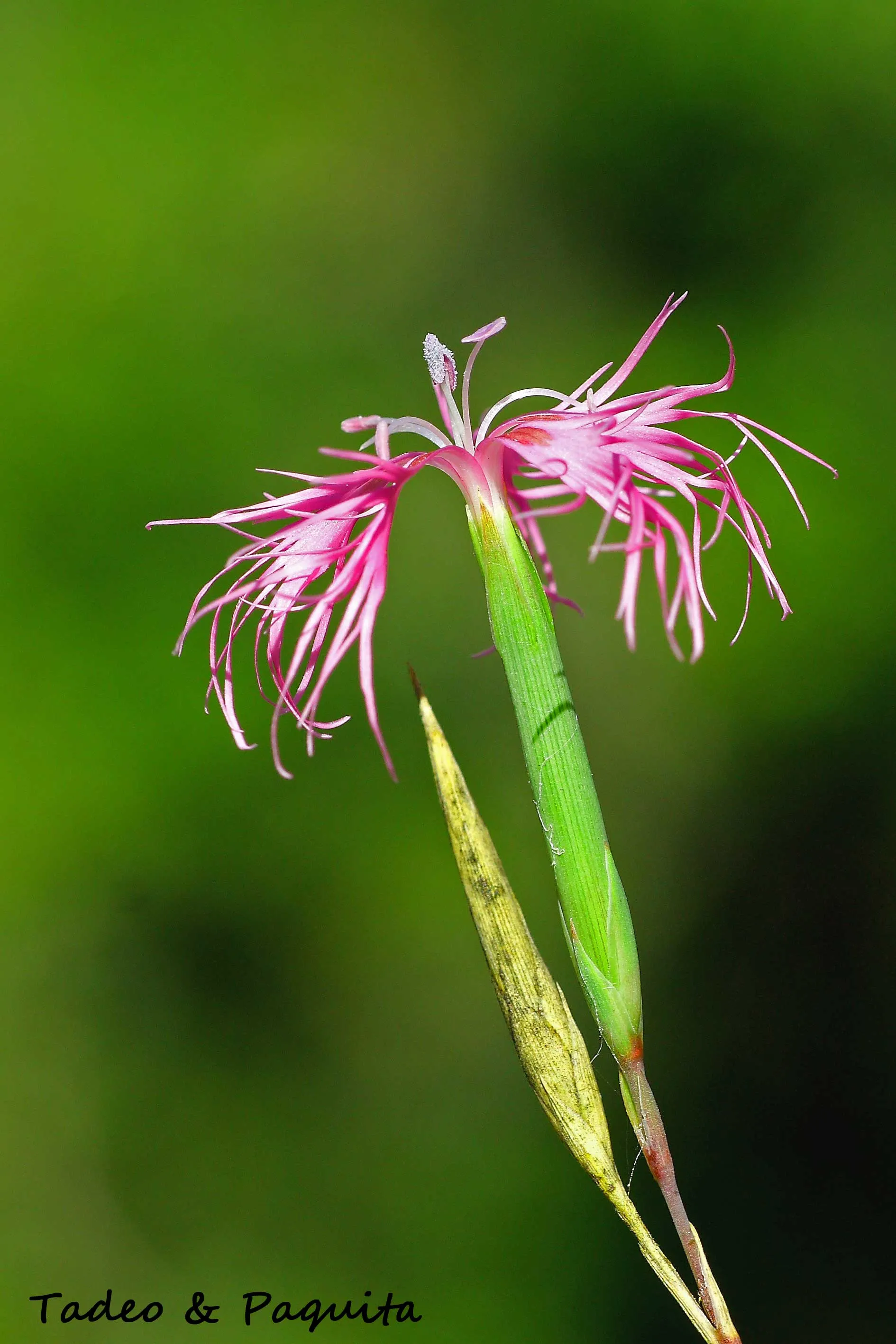 Dianthus broteri, clavel silvestre