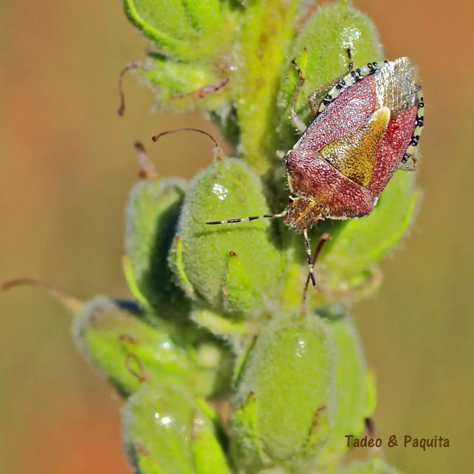 Dolycoris baccarum