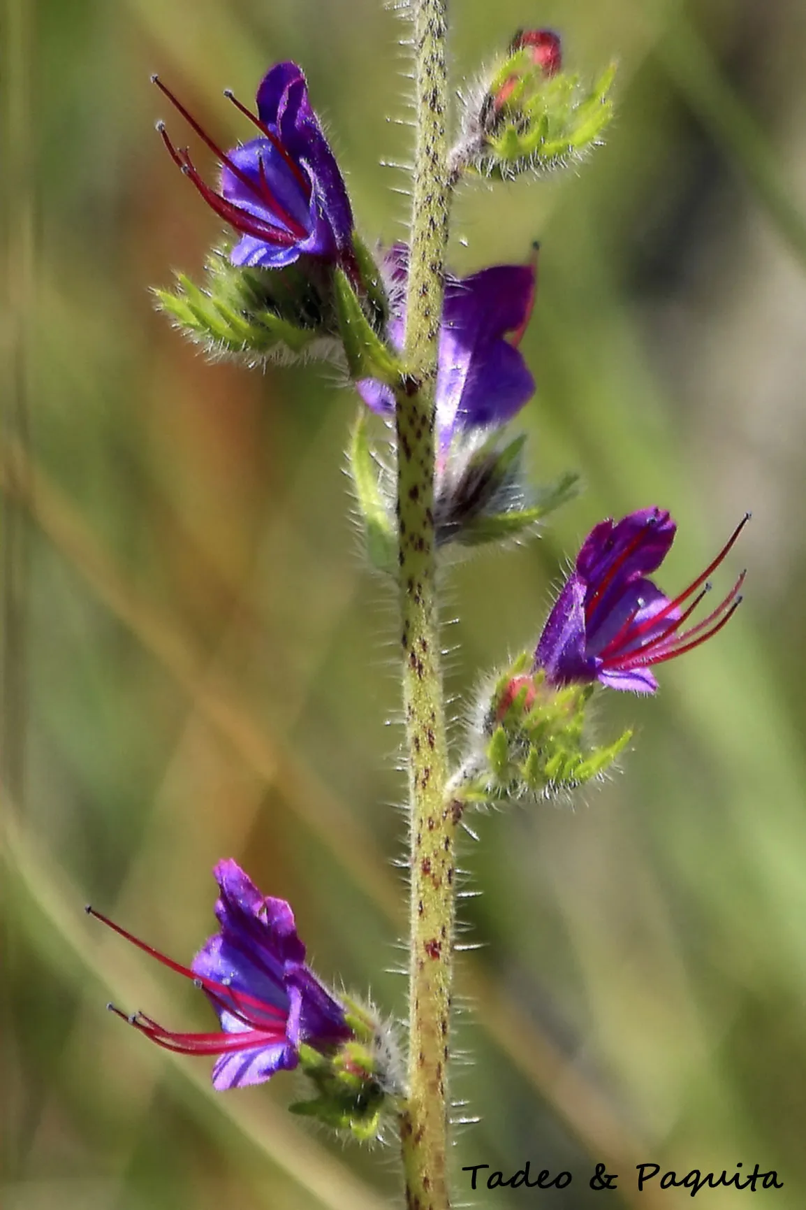 Echium plantagineum, viborera