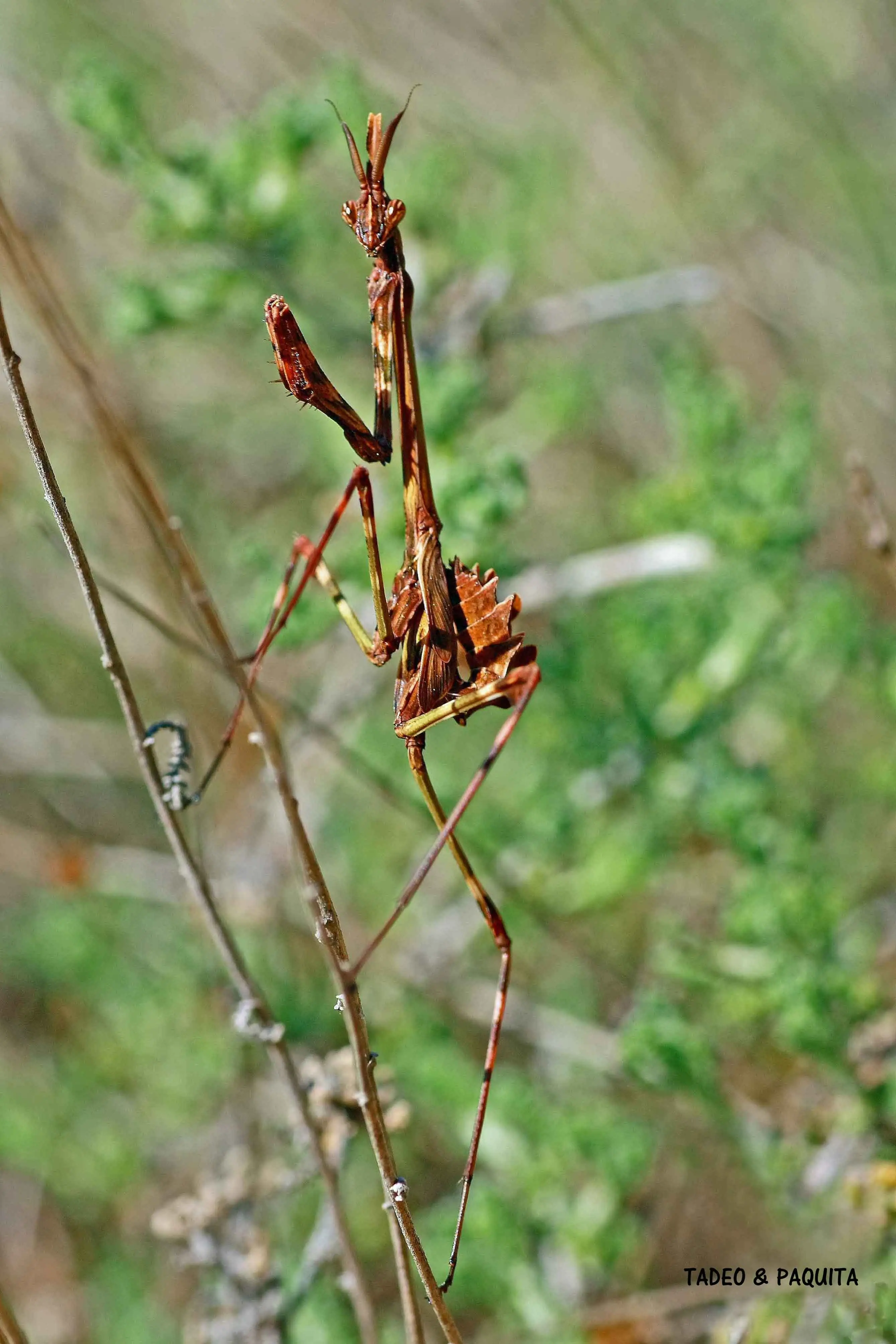 Empusa pennata, hembra