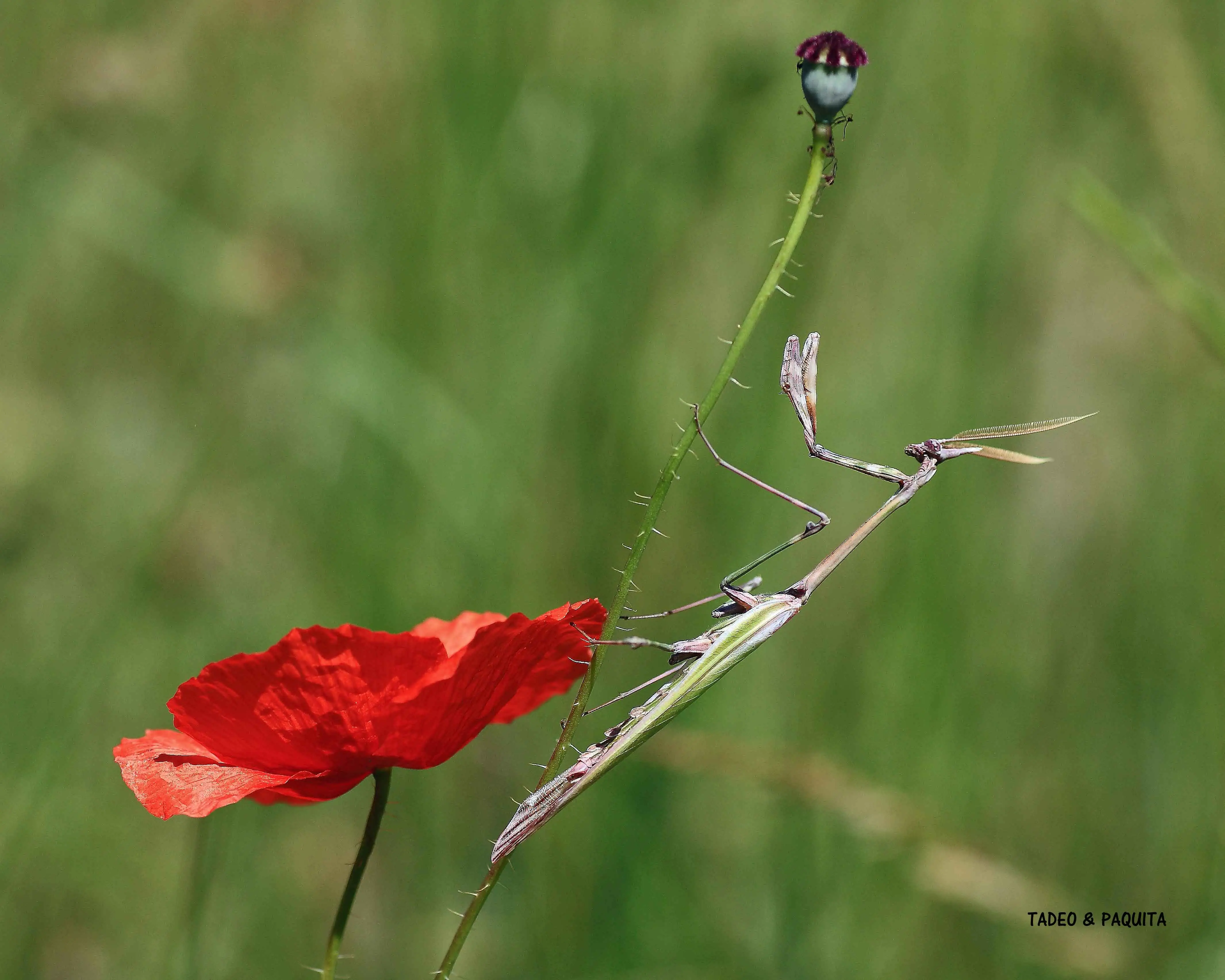 Empusa pennata, macho