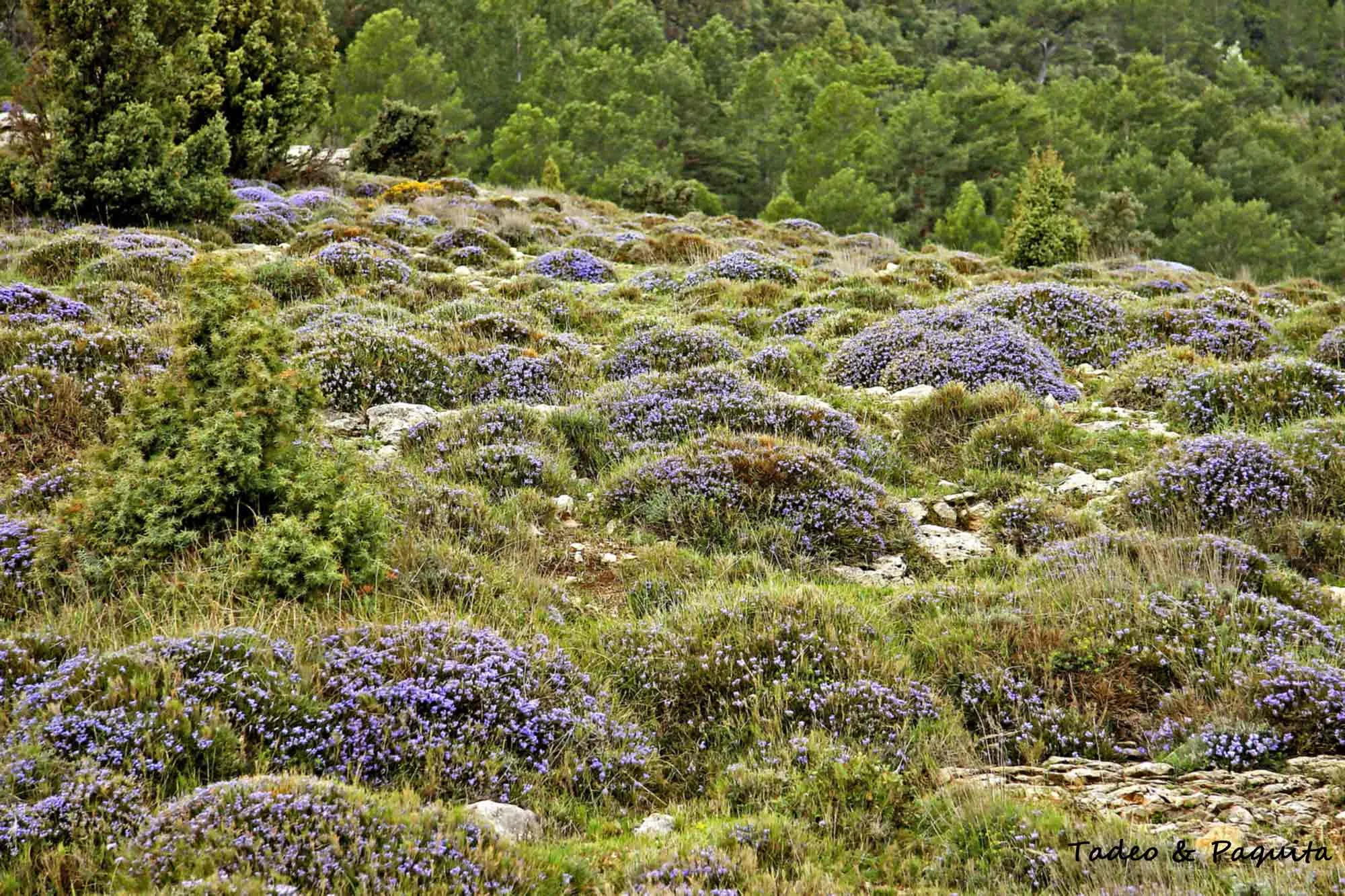 Erinacea anthyllis, piorno azul, cojín de monja