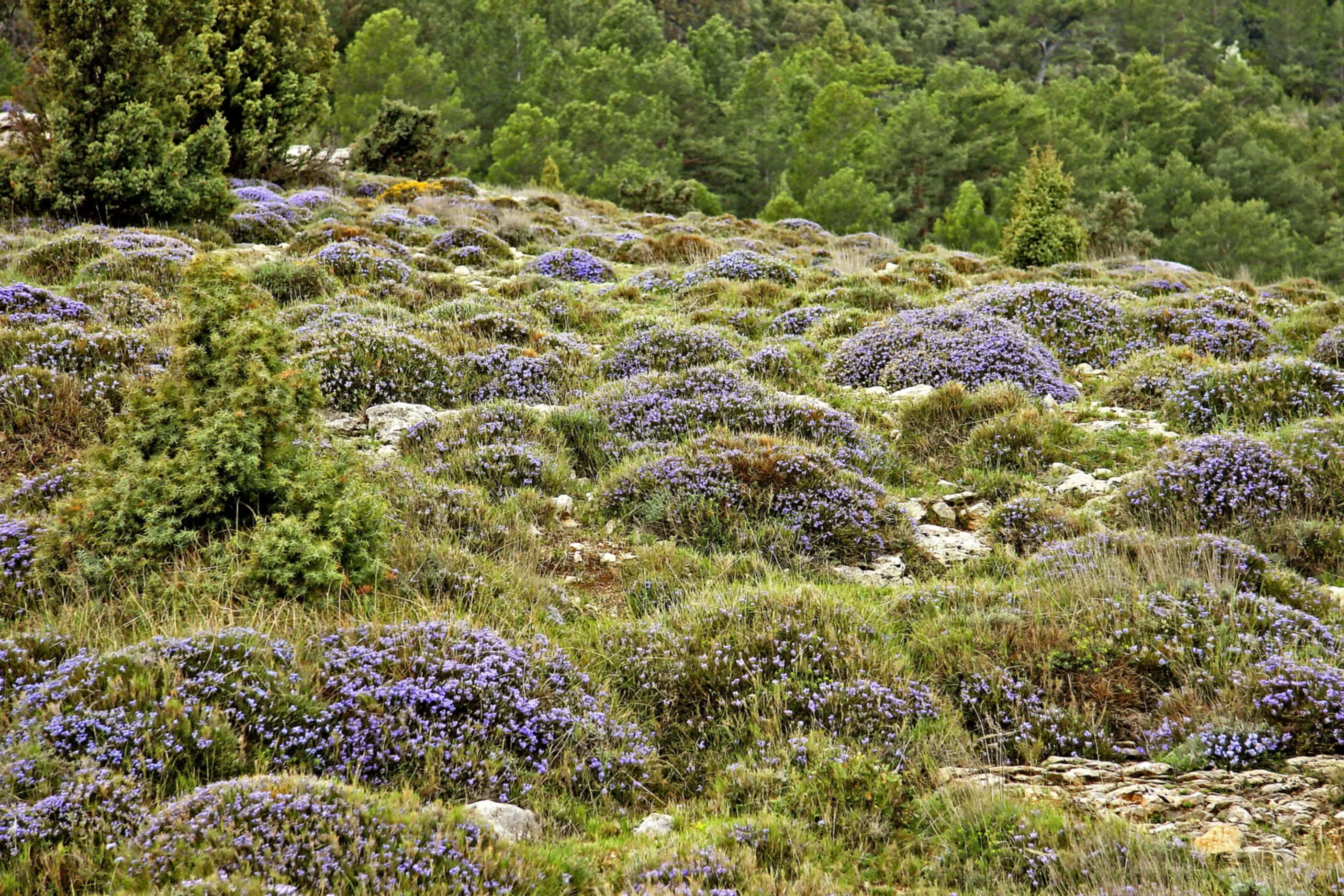Erinacea anthyllis, piorno azul, cojín de monja