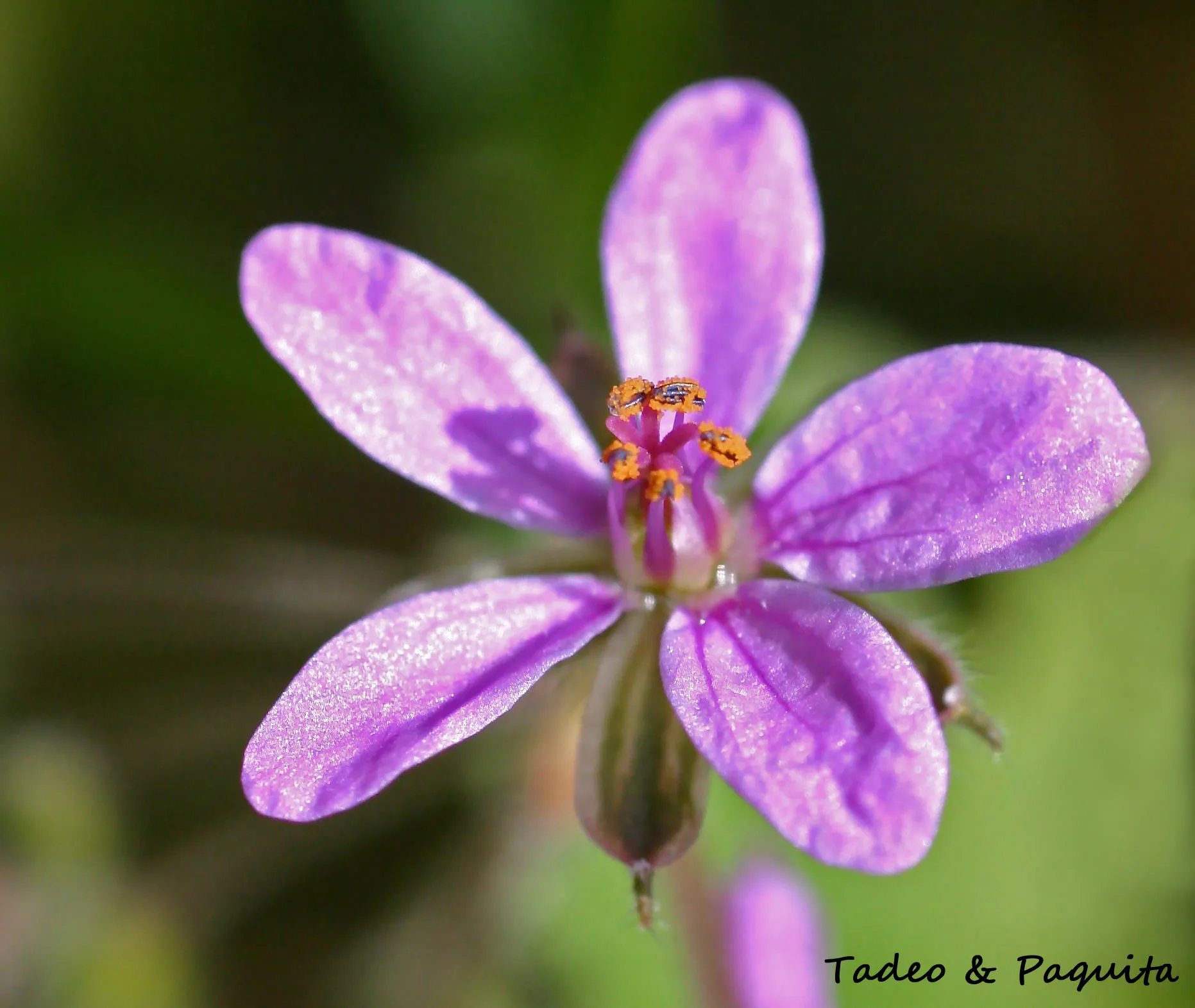 Erodium malacoides, alfilerillo