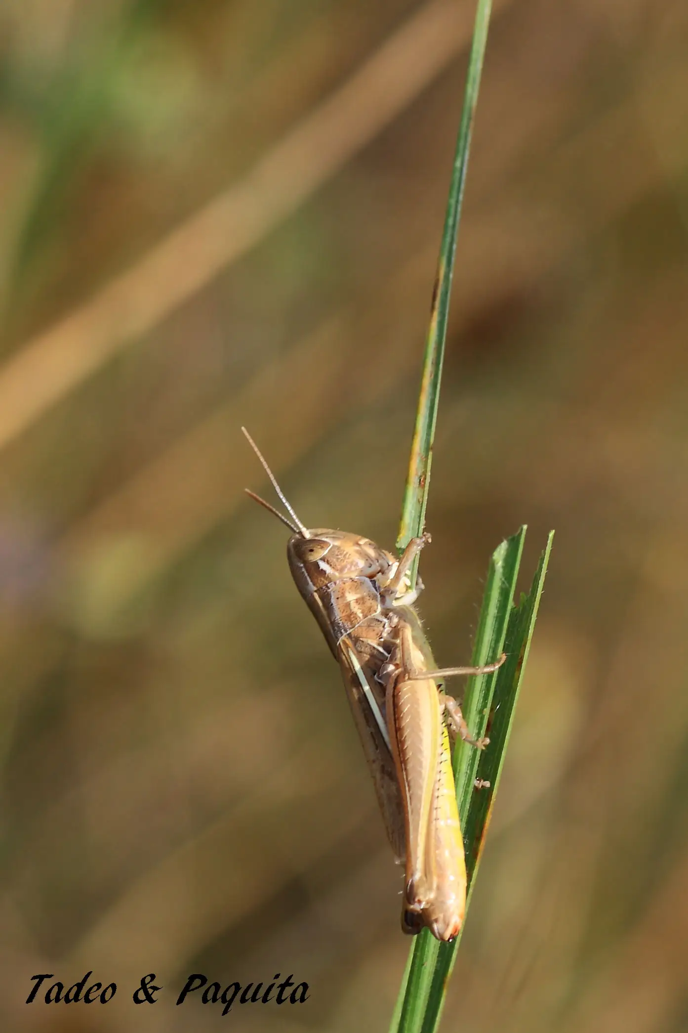 Euchorthippus declivus