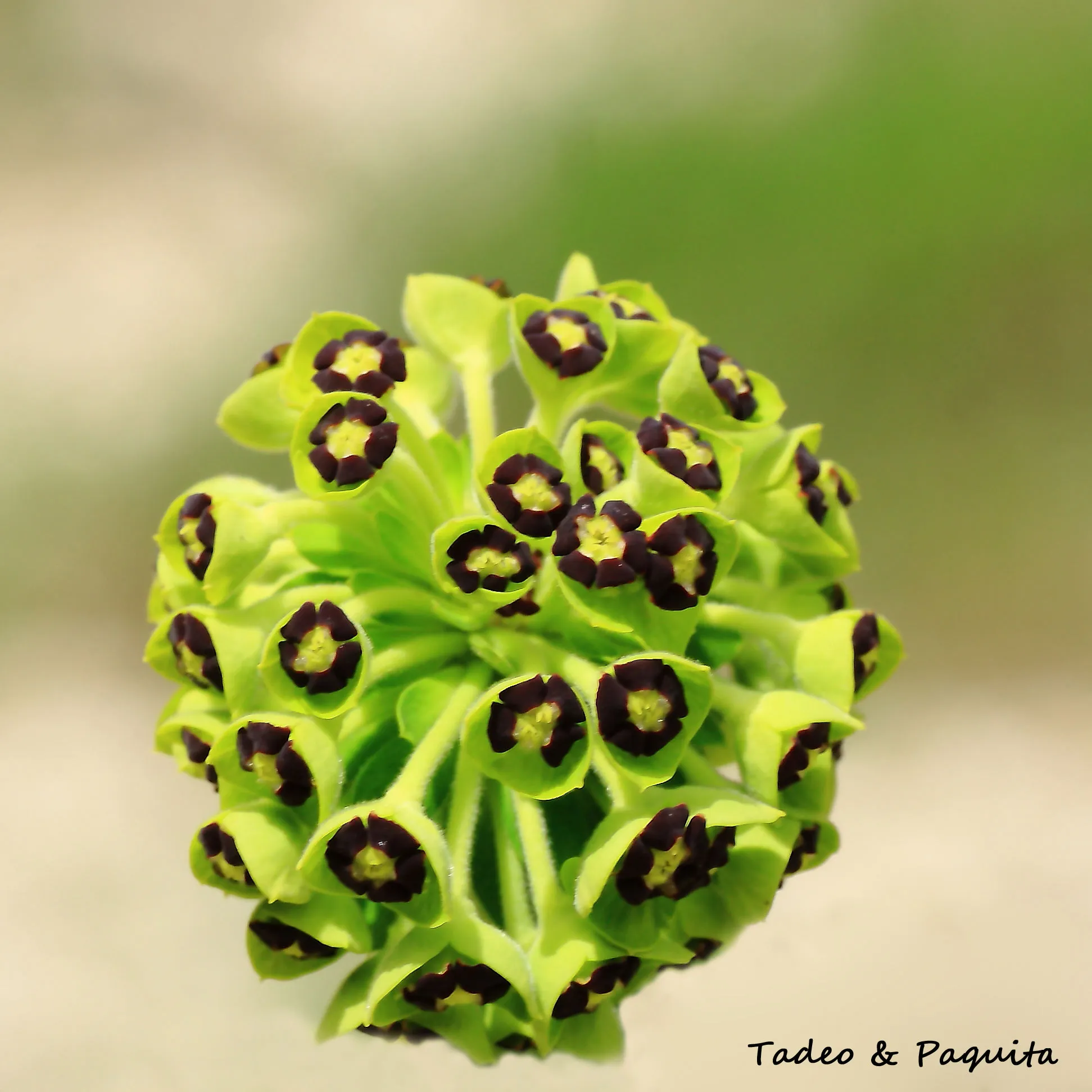 Euphorbia, lechetrezna