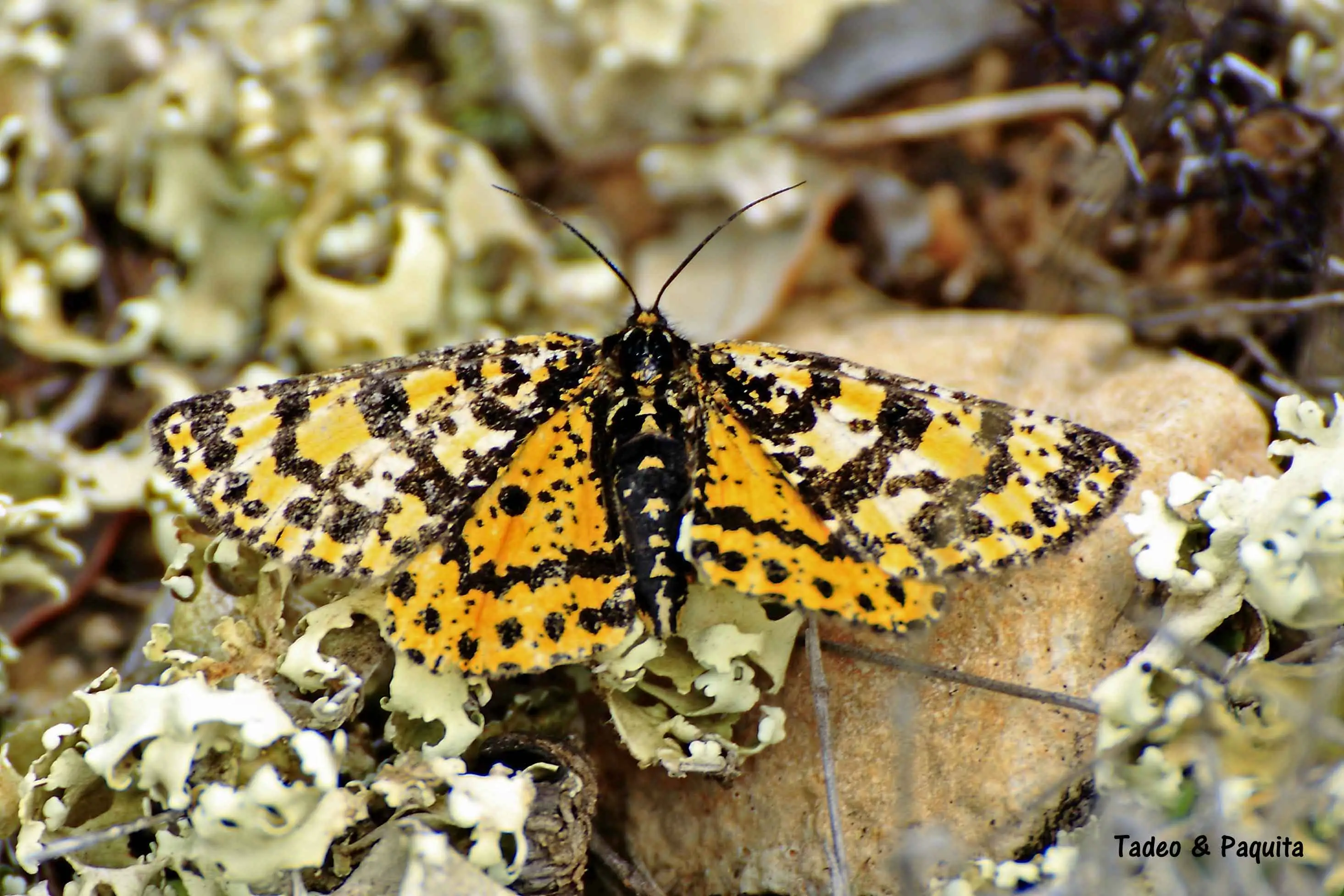 Eurranthis plummistaria