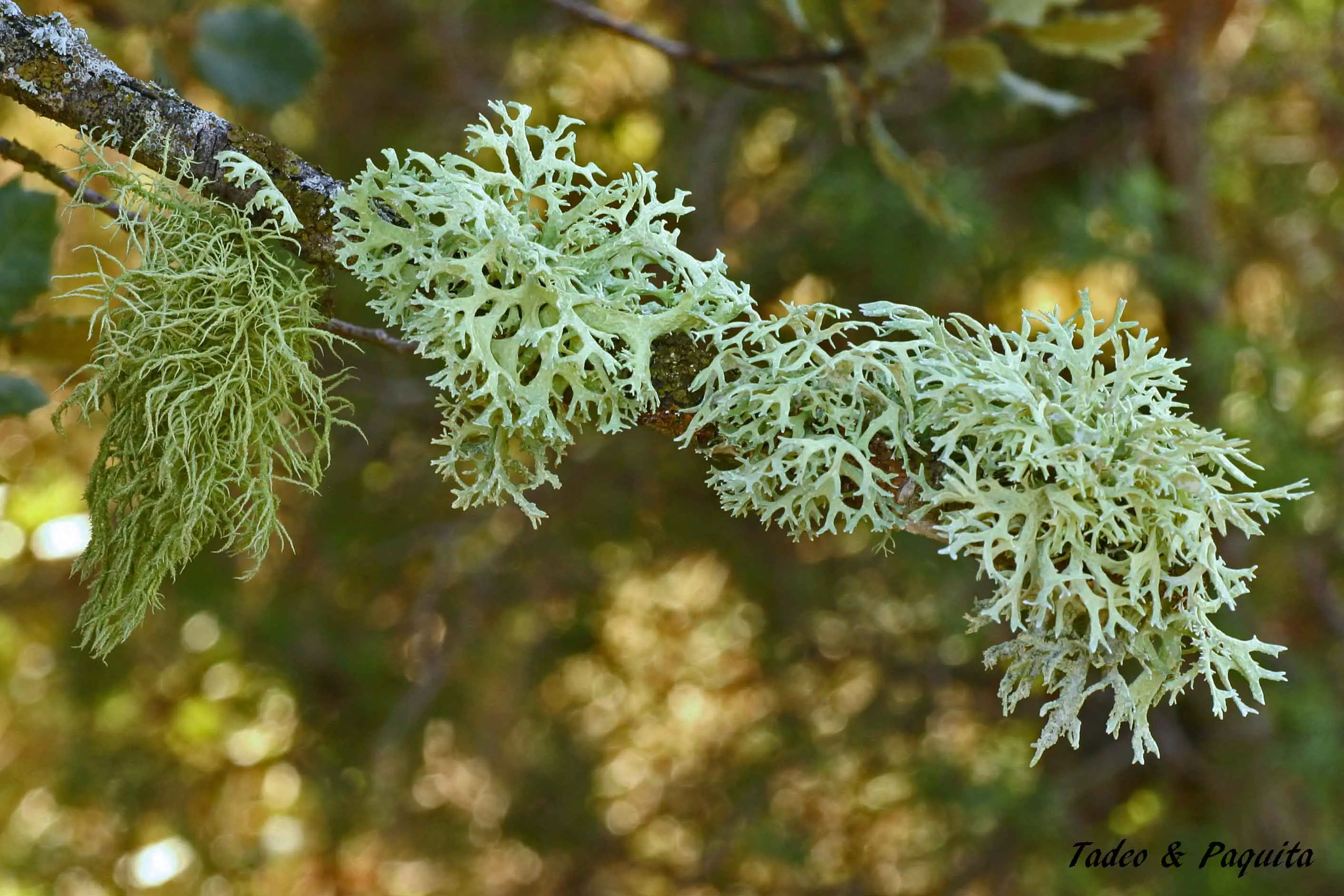 Evernia prunastri