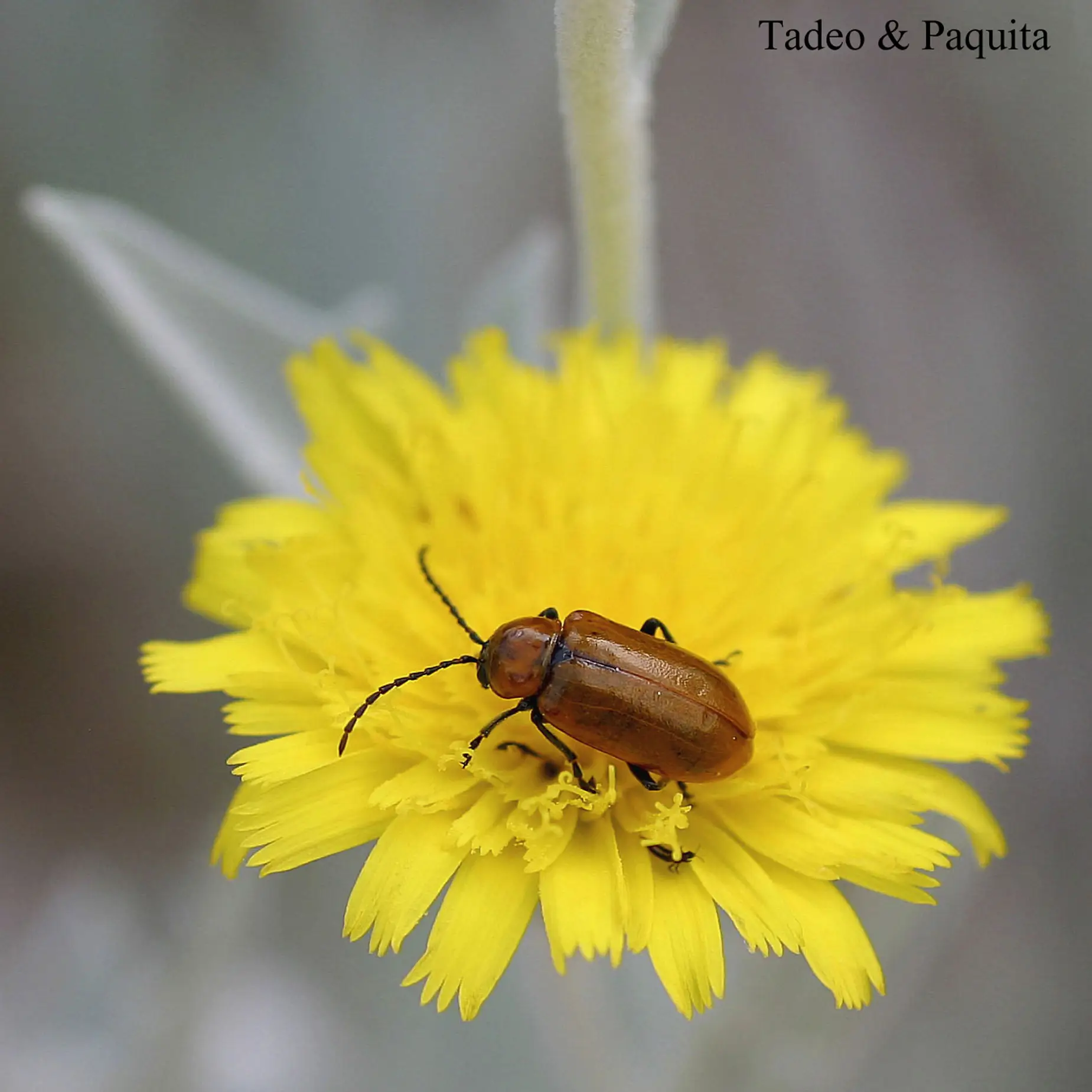 Exosoma lusitanicum
