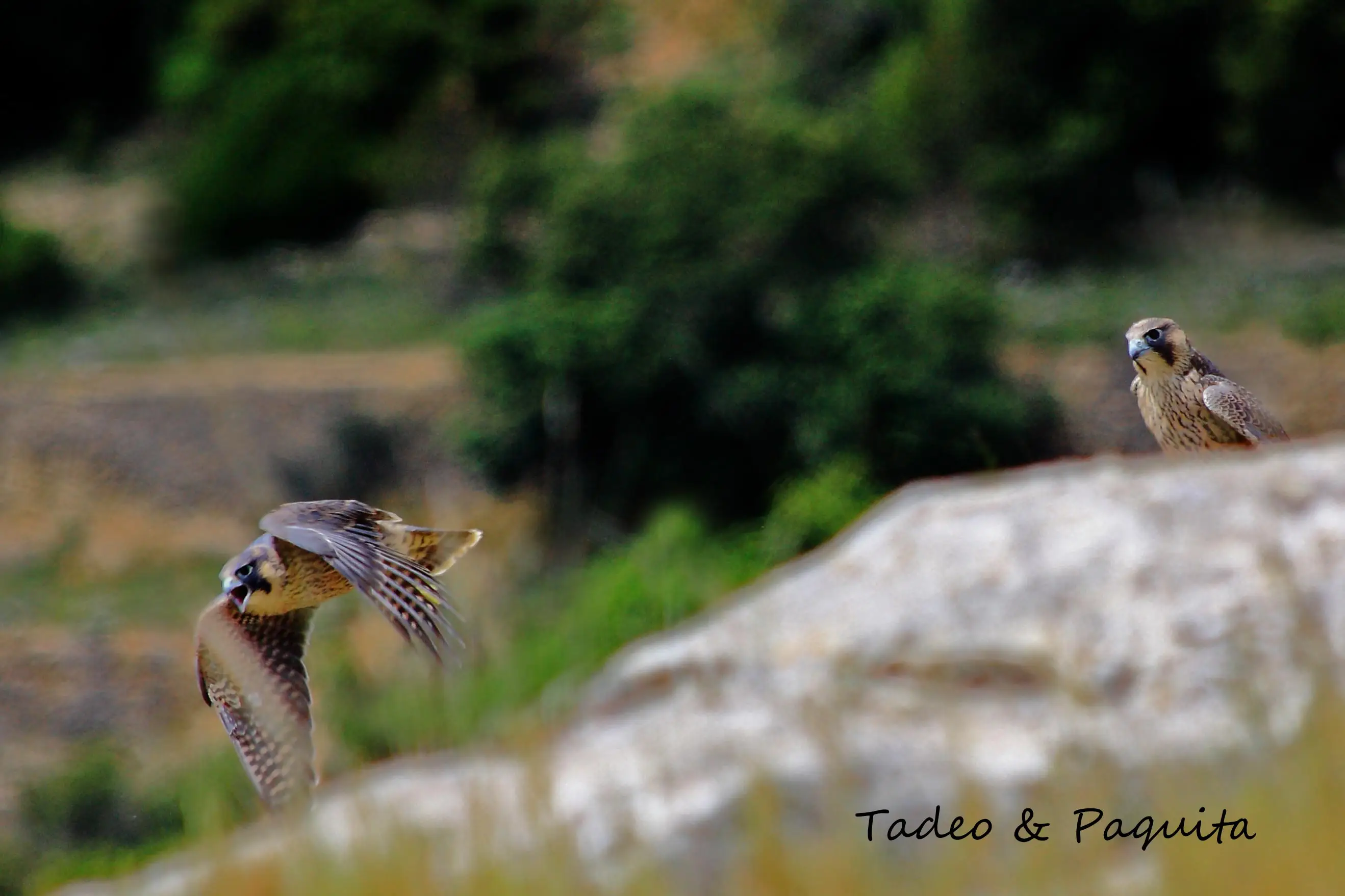 Halcón peregrino