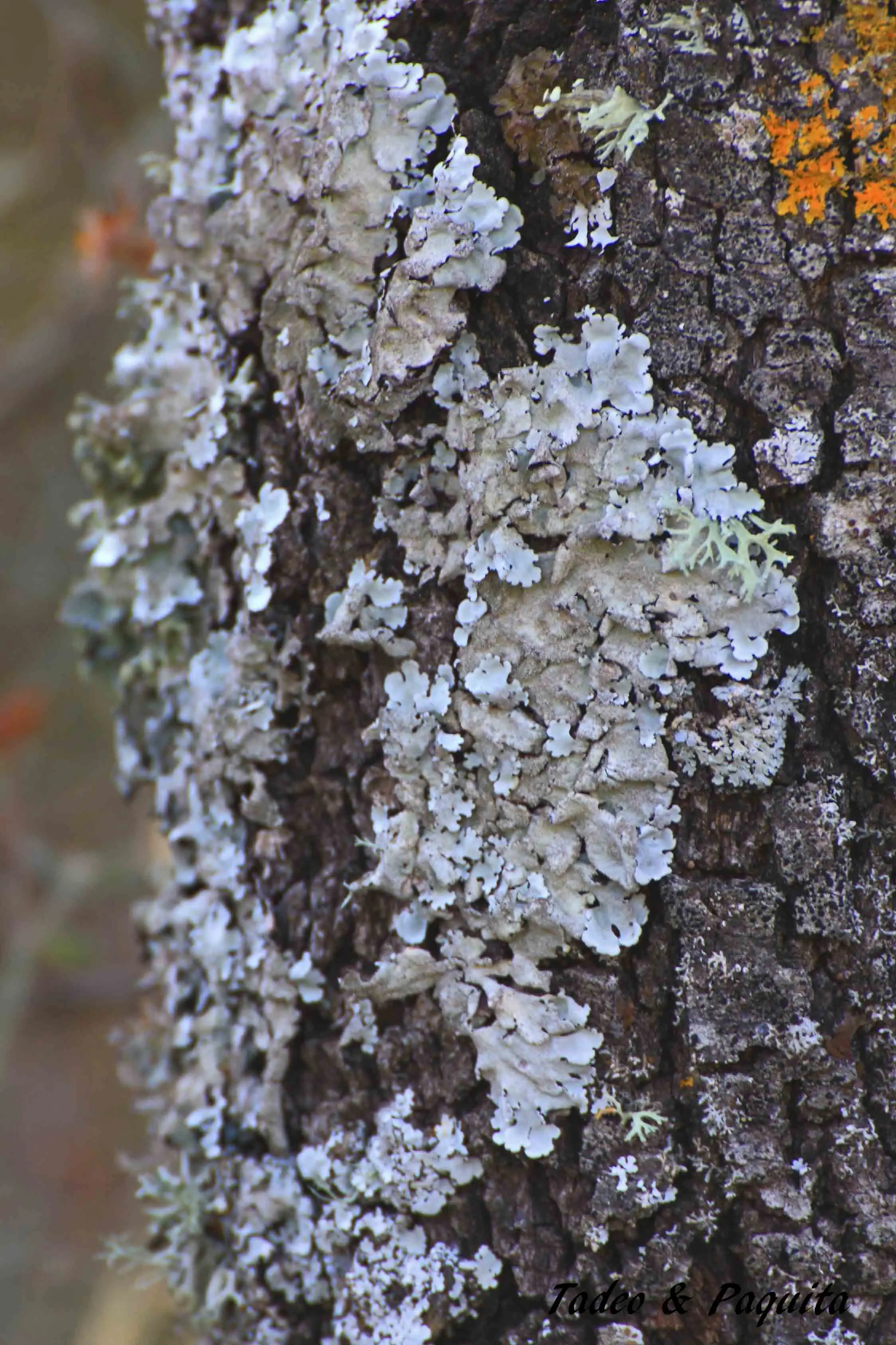 Flavoparmelia caperata