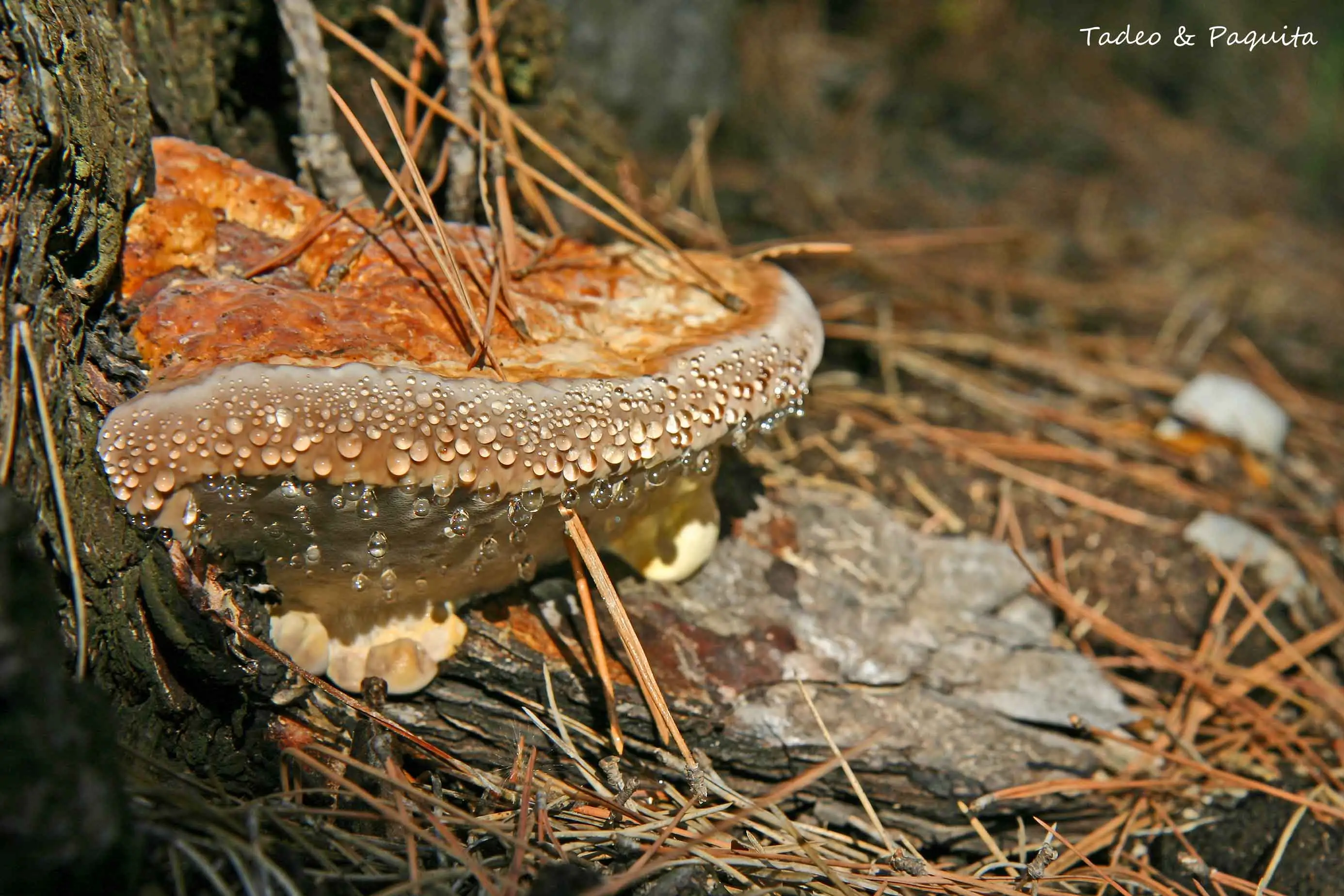 Fomitopsis pinicola