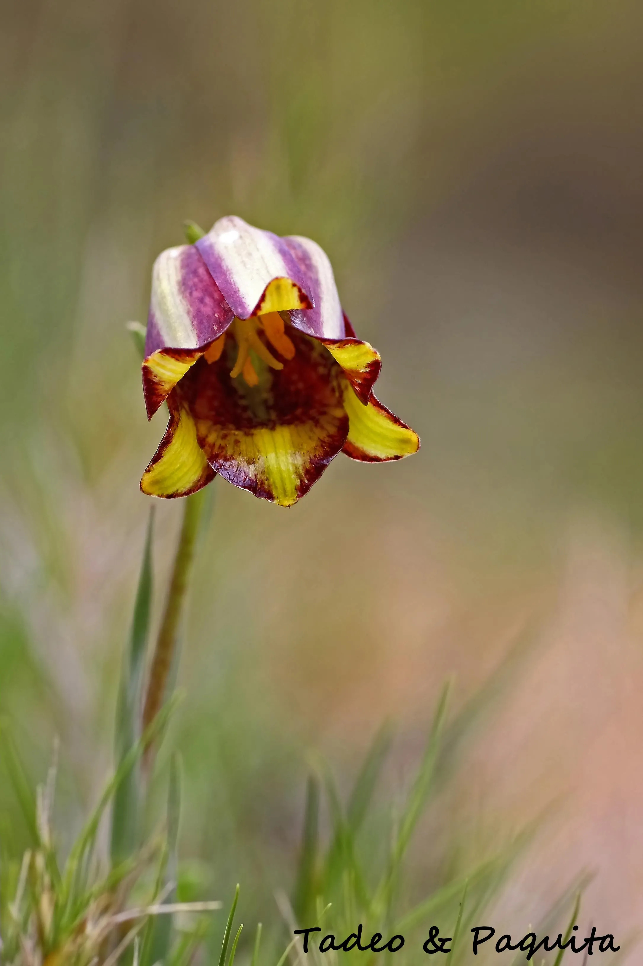 Fritillaria hispanica