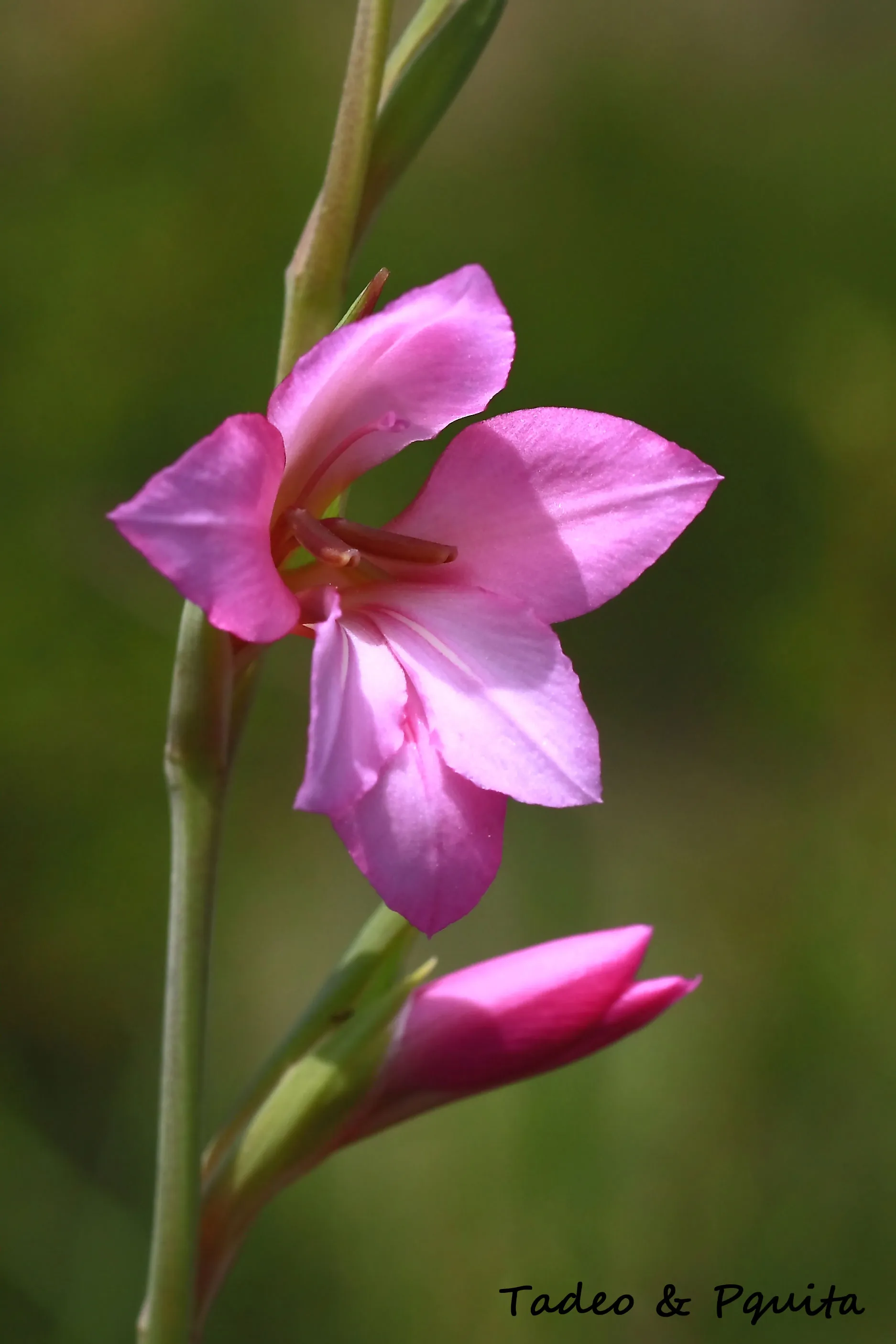 Gladiolus illyricus, gladiolo silvestre
