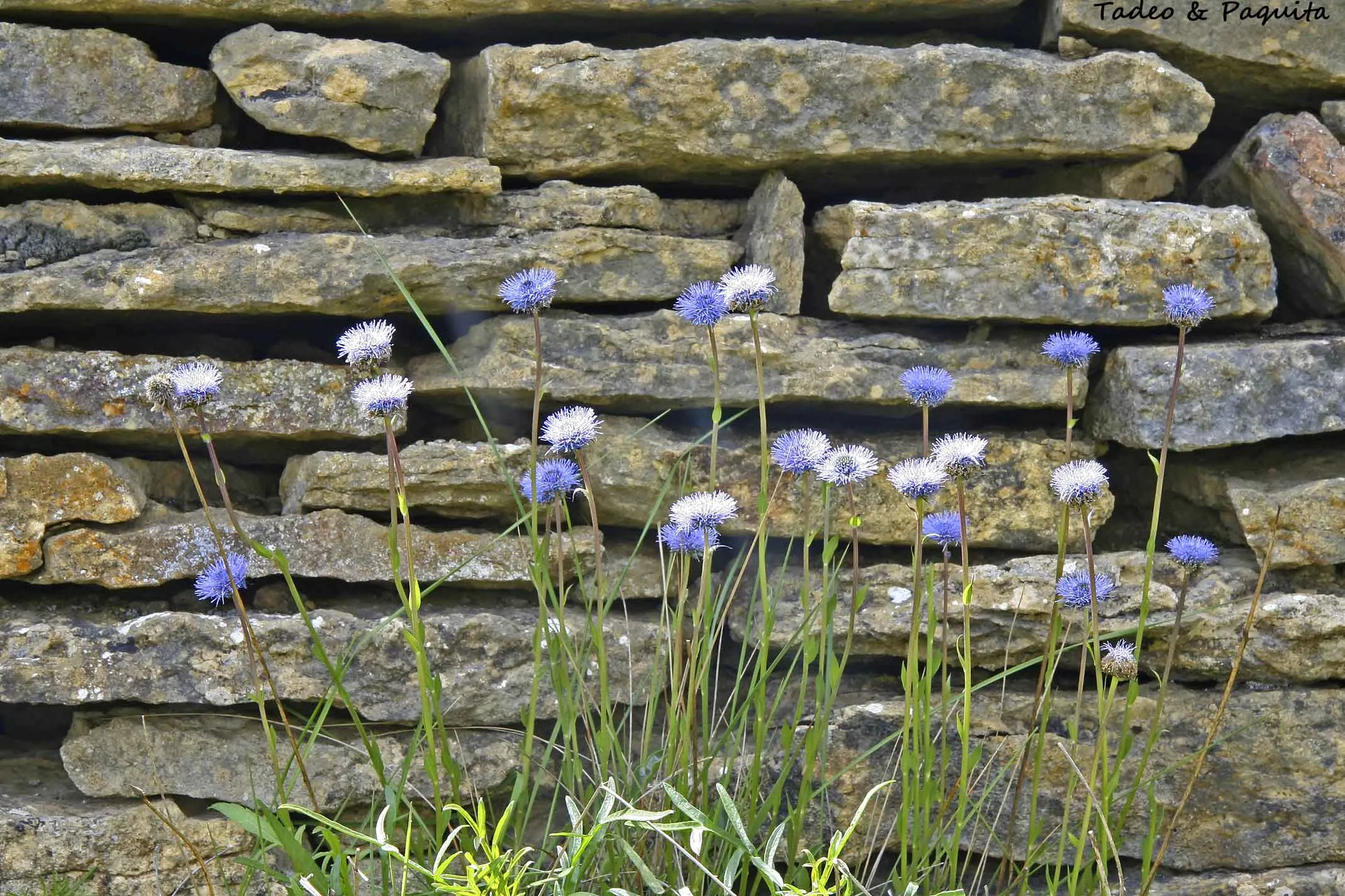 Globularia vulgaris, globularia