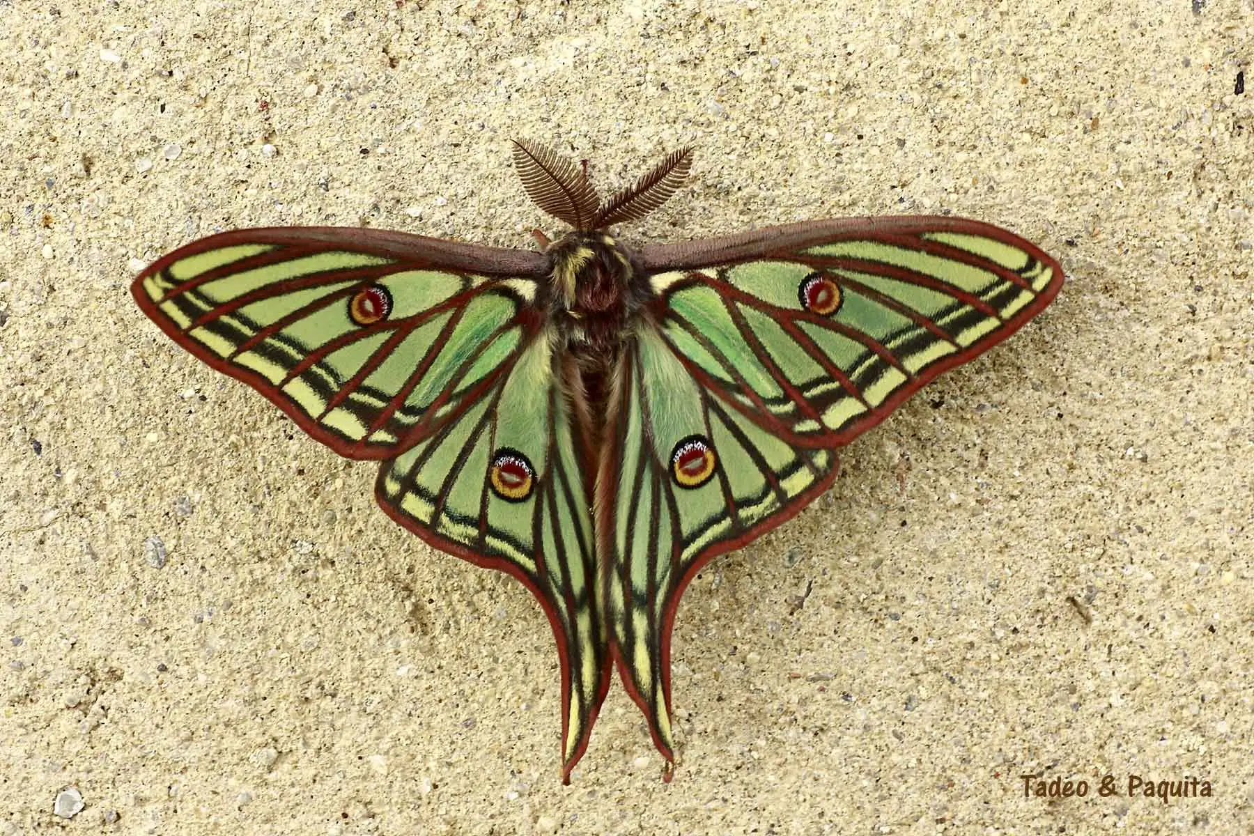 Graellsia isabellae