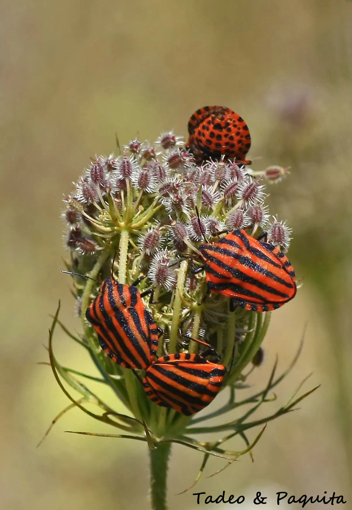 Graphosoma lineatum