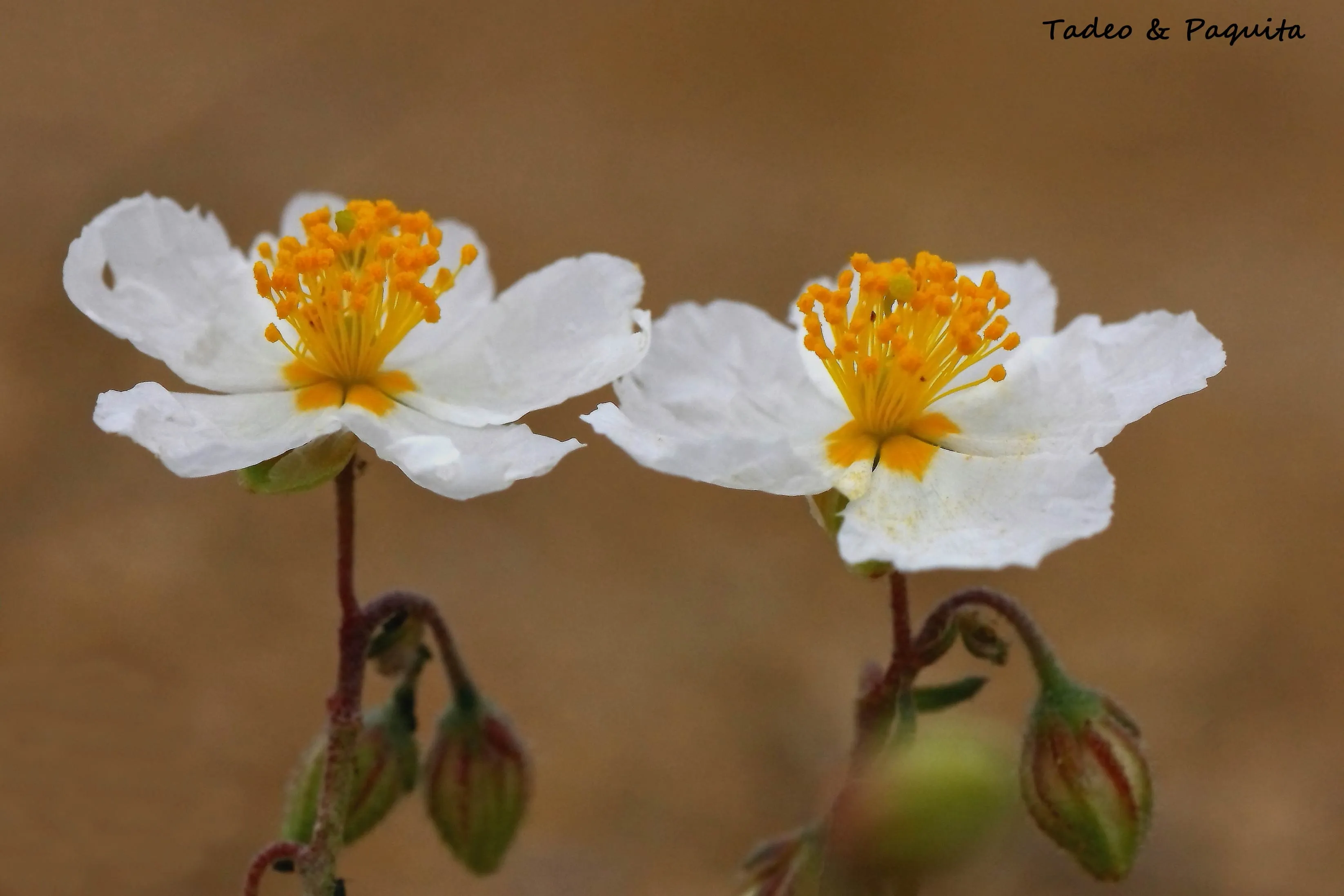 Helianthemum apenninum