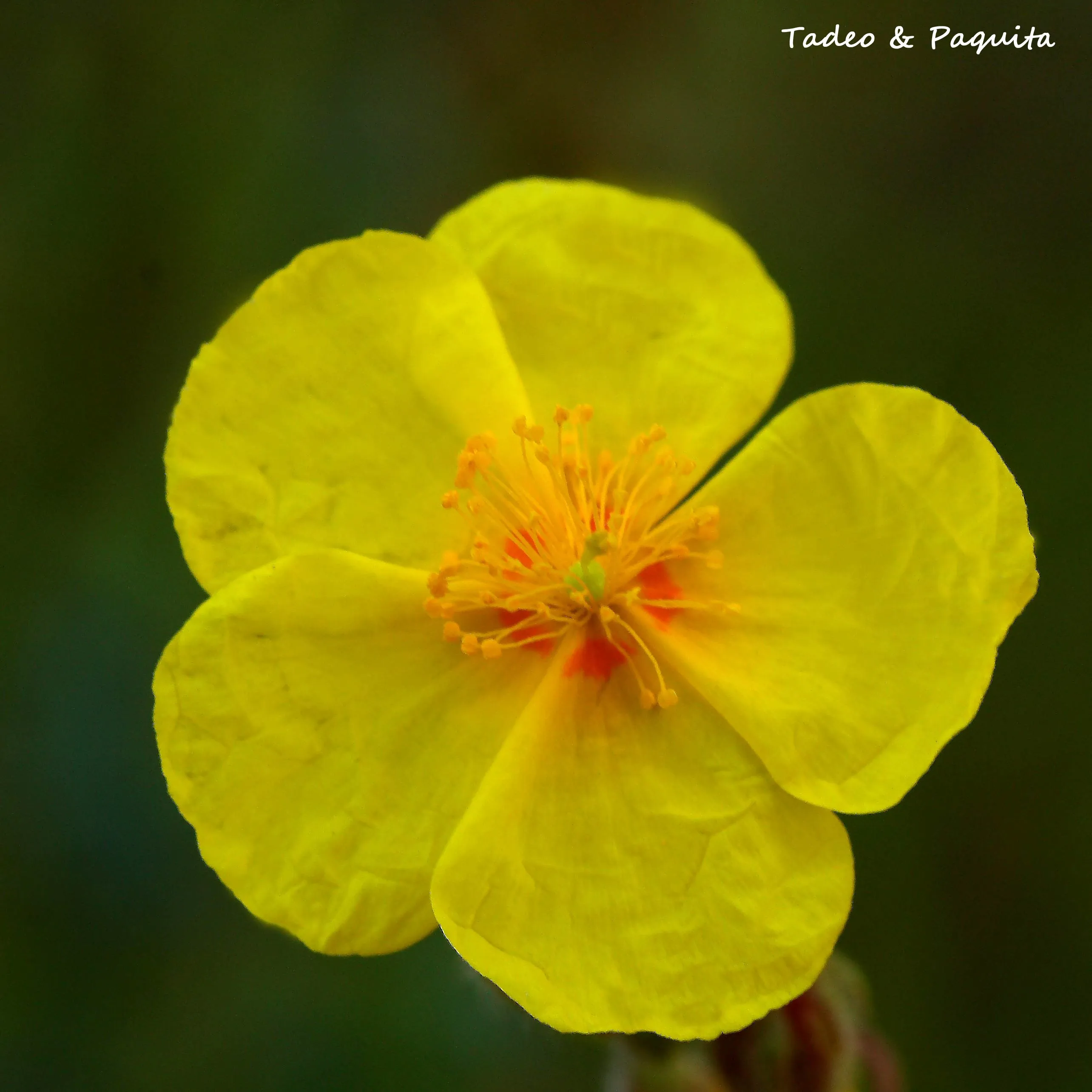 Helianthemum nummularium, heliantemo