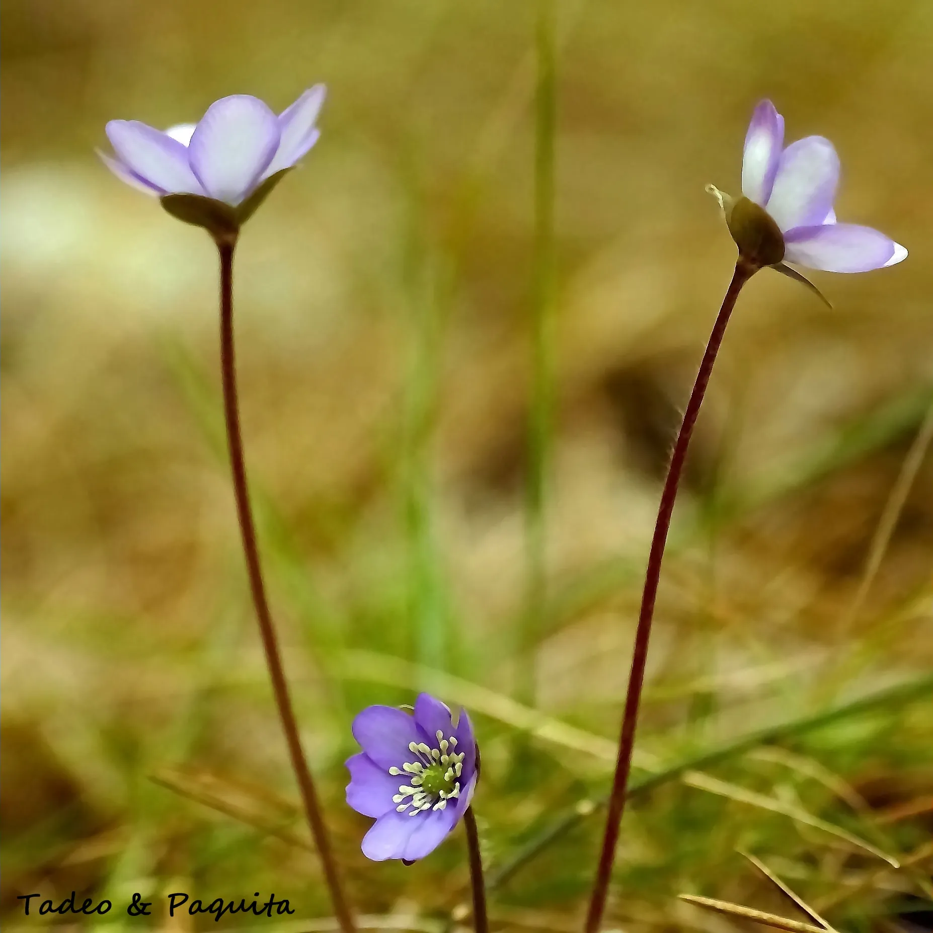 Hepatica nobilis, hepática