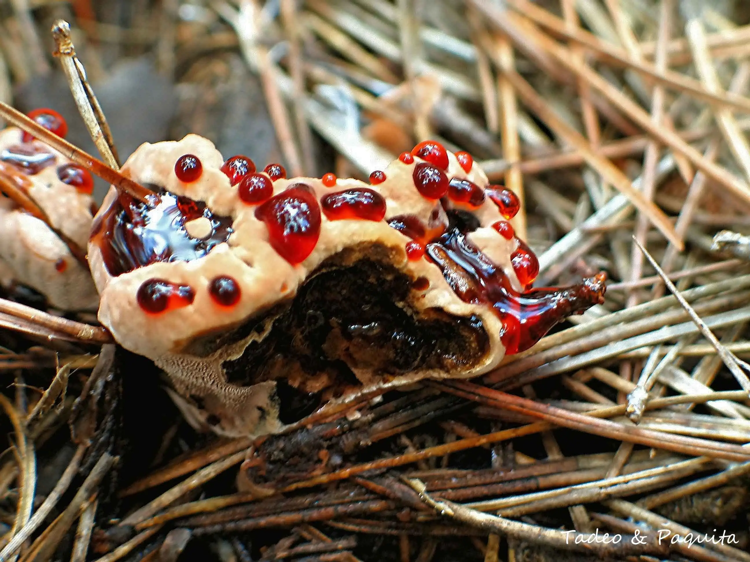 Hydnellum peckii