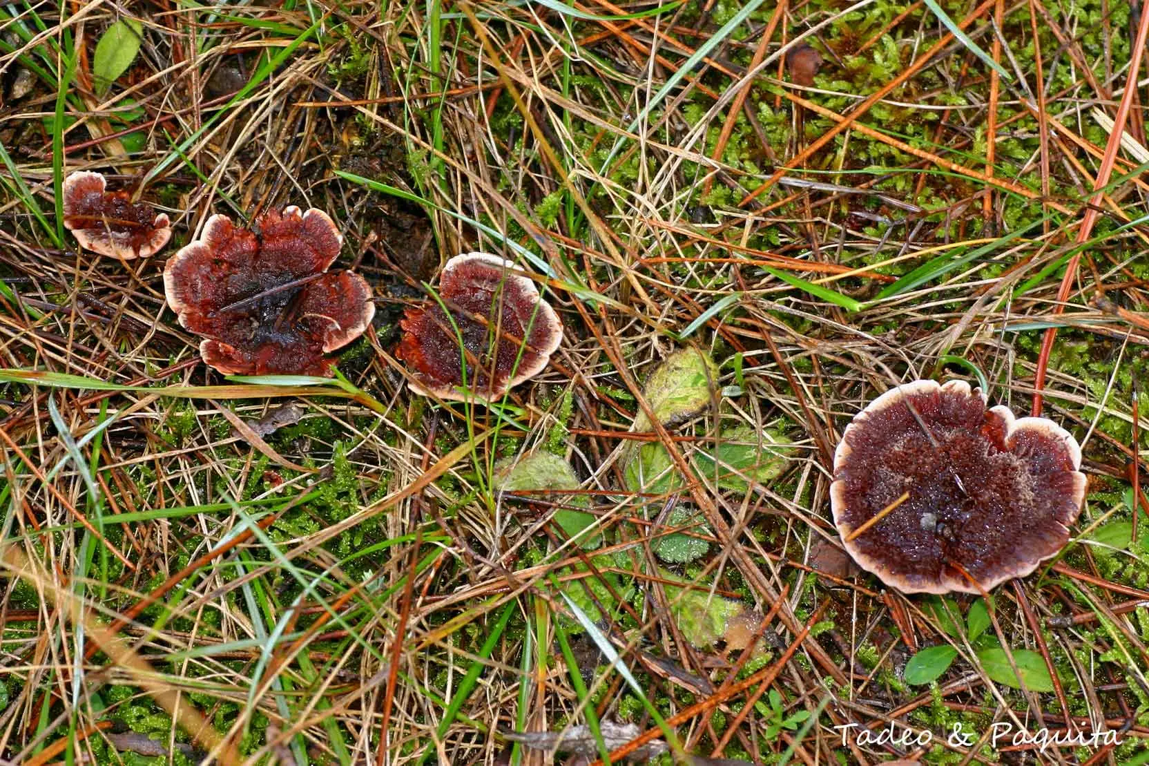 Hydnellum concrescens
