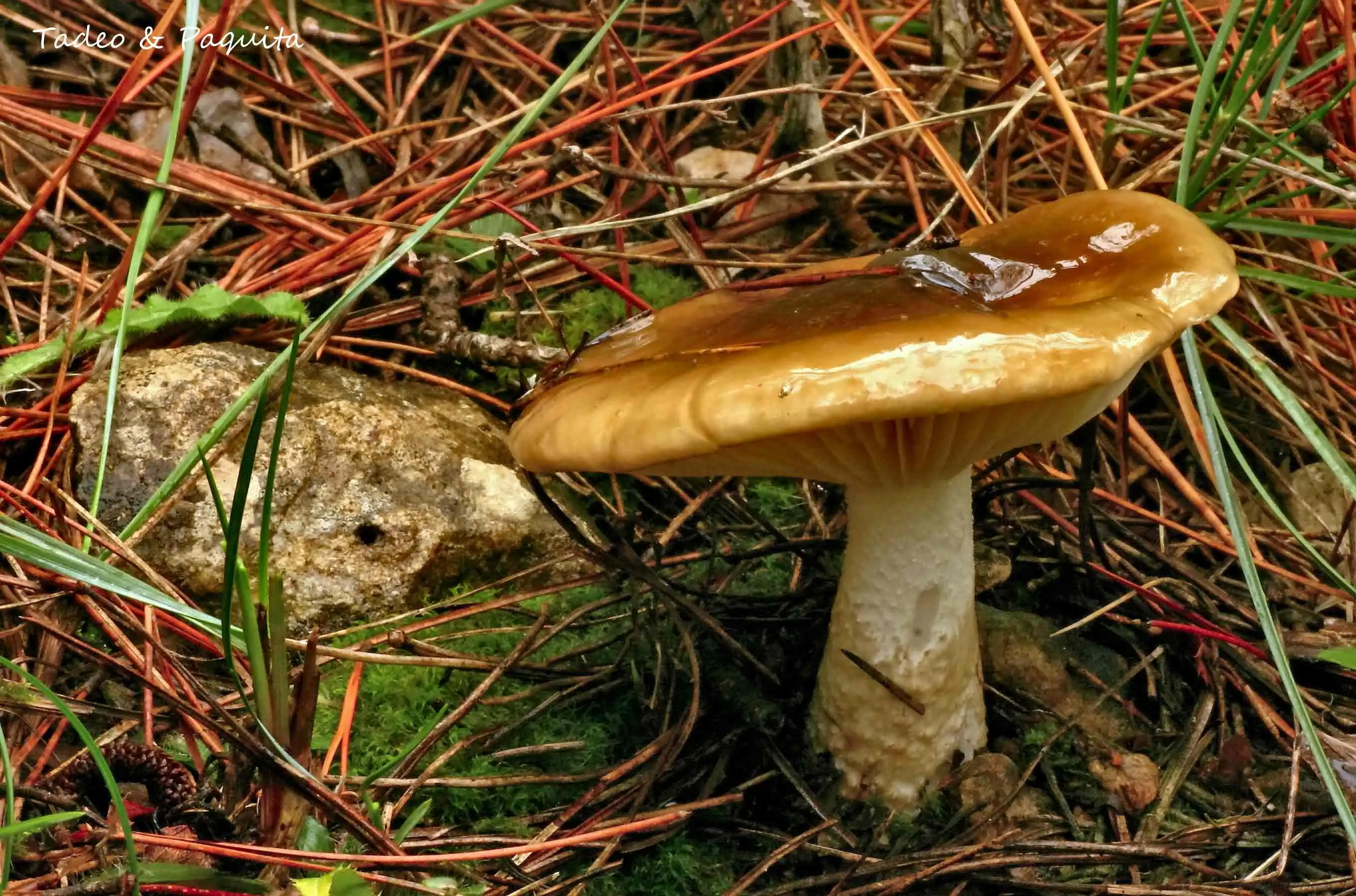 Hygrophorus latitabundus