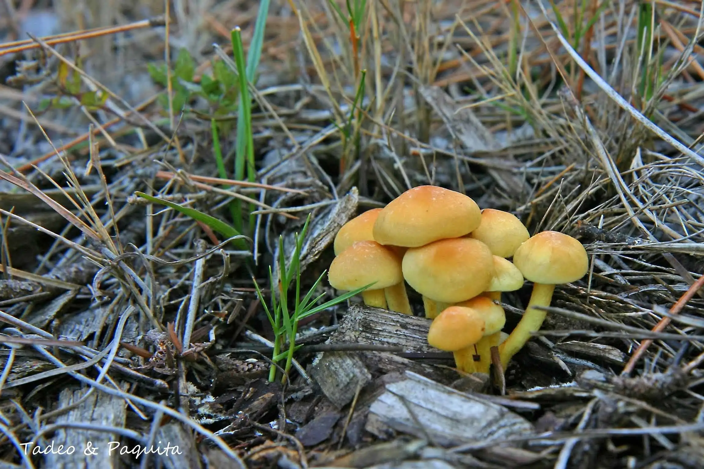Hypholoma capnoides