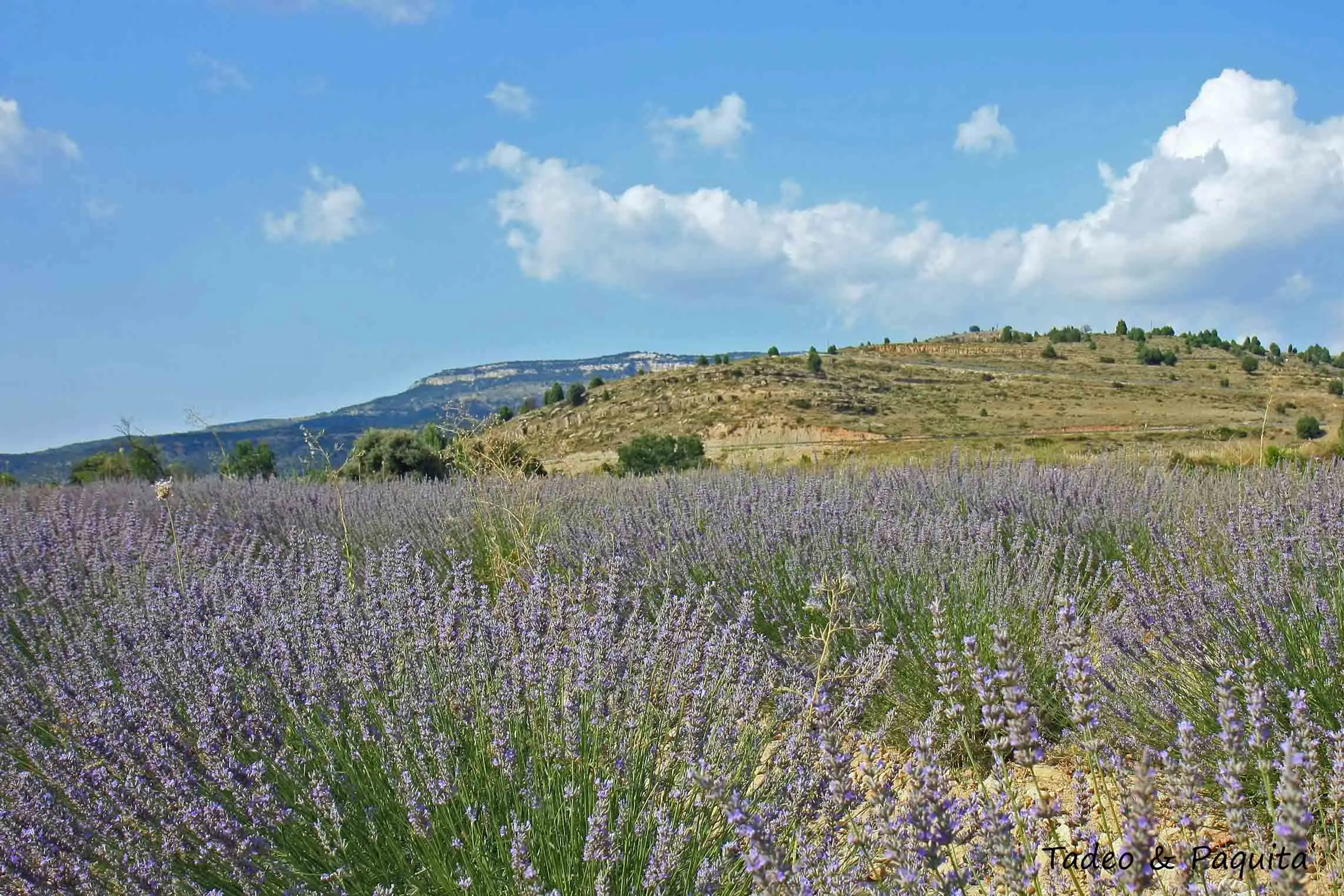 Campo de lavanda