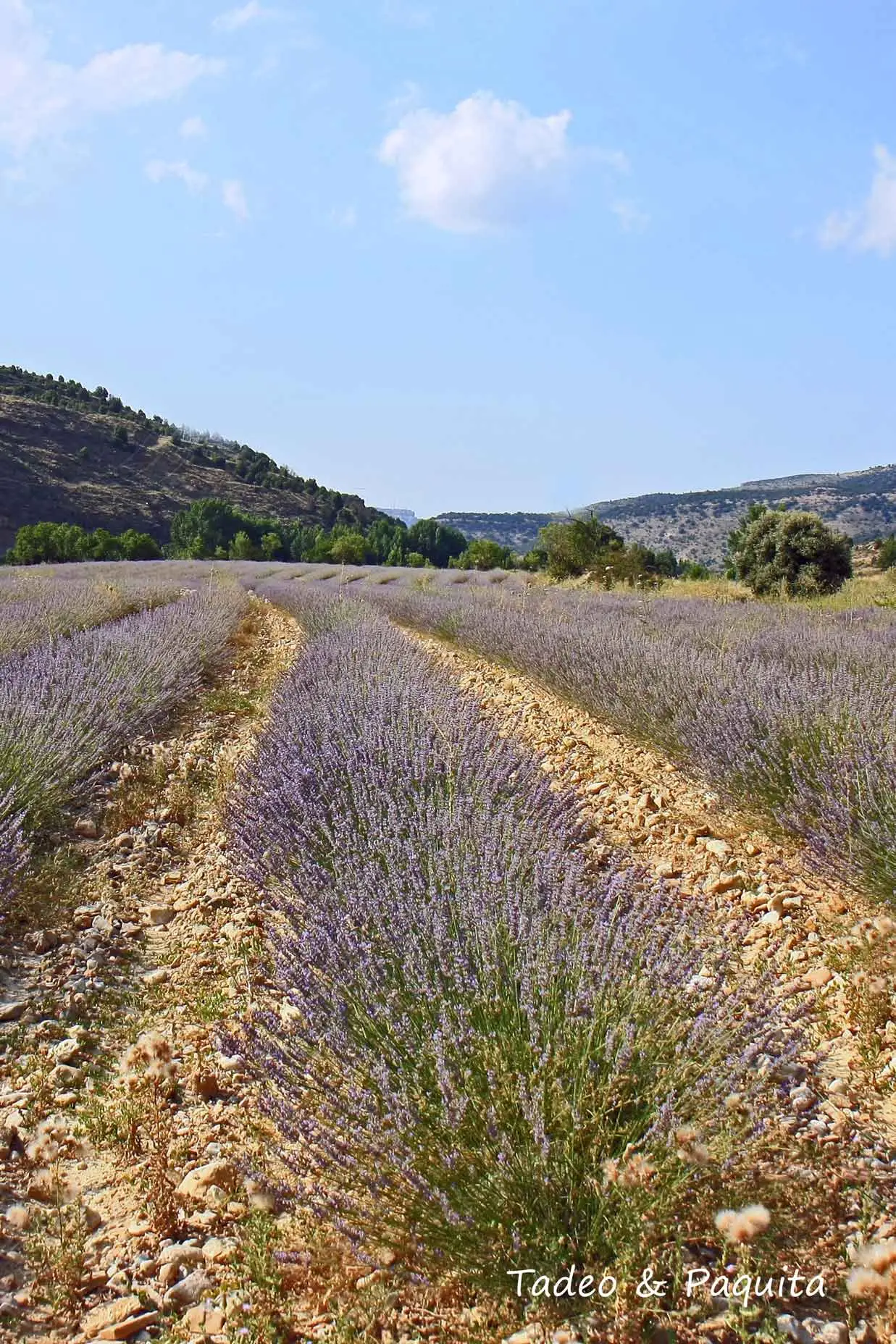Campo de lavanda