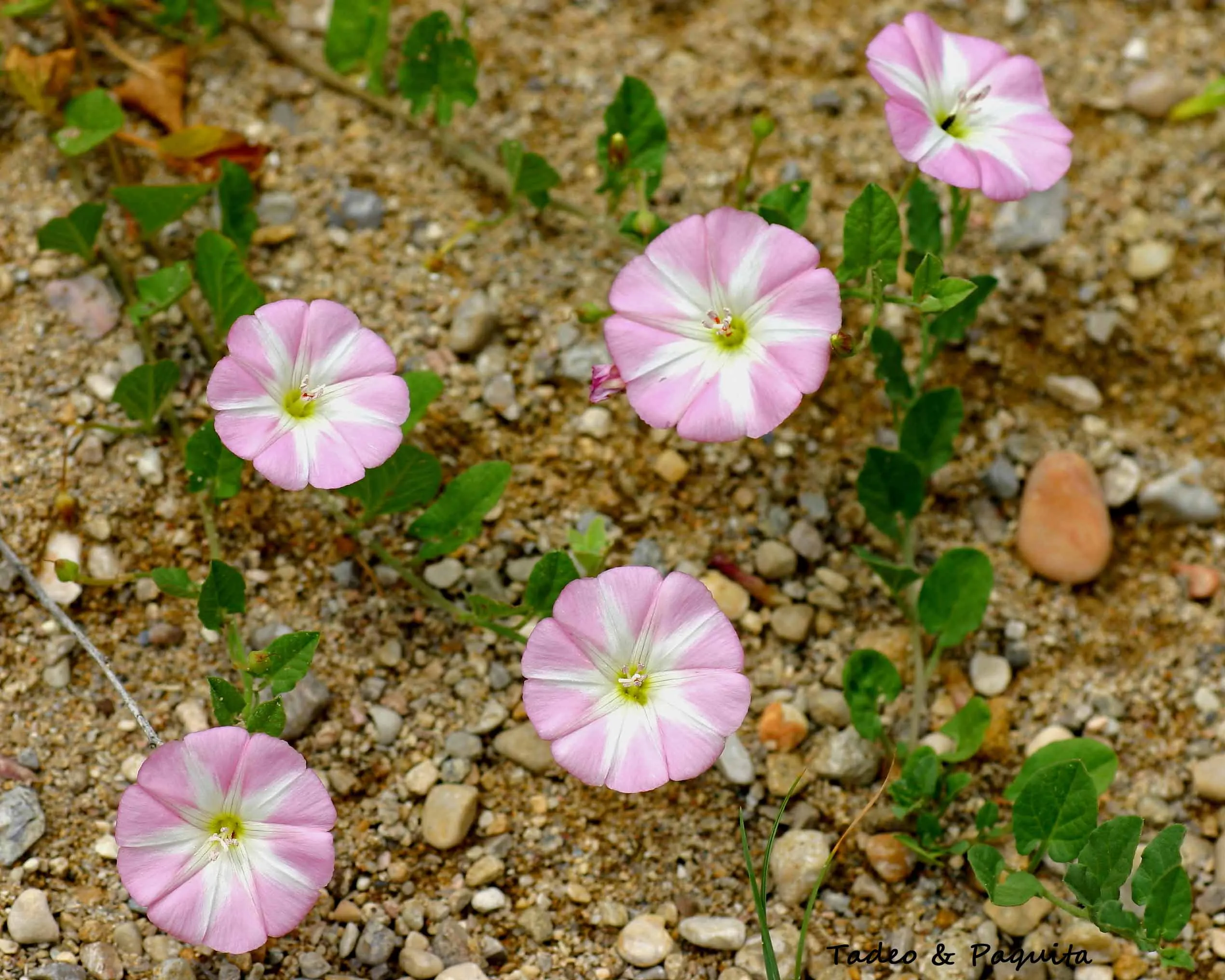 Ipomoea carnea