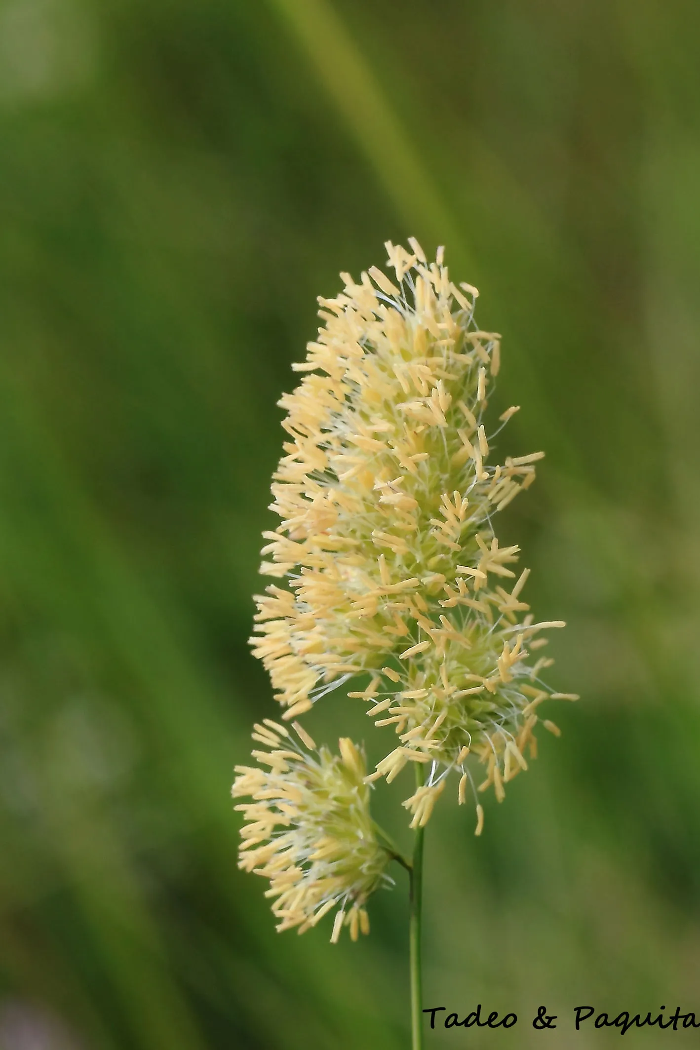 Koeleria vallesiana