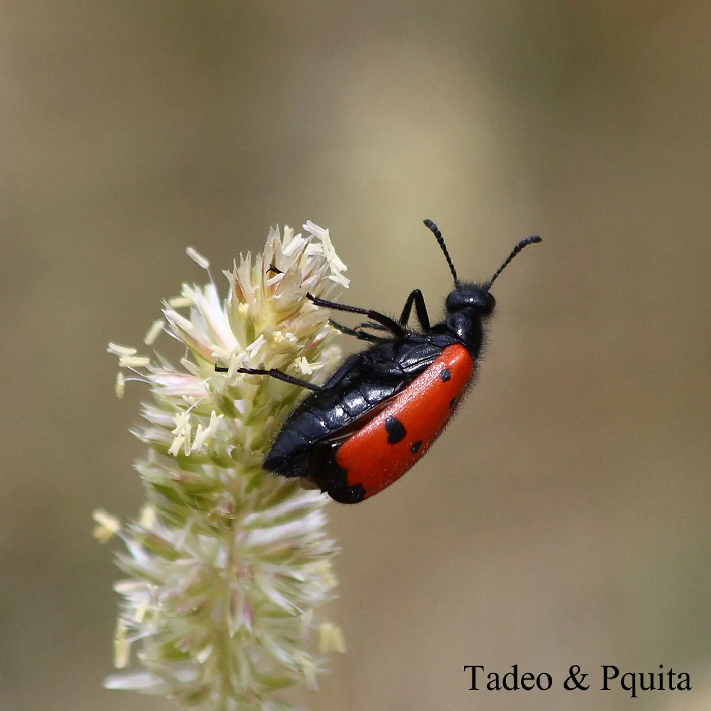 Lachnaia tristigma