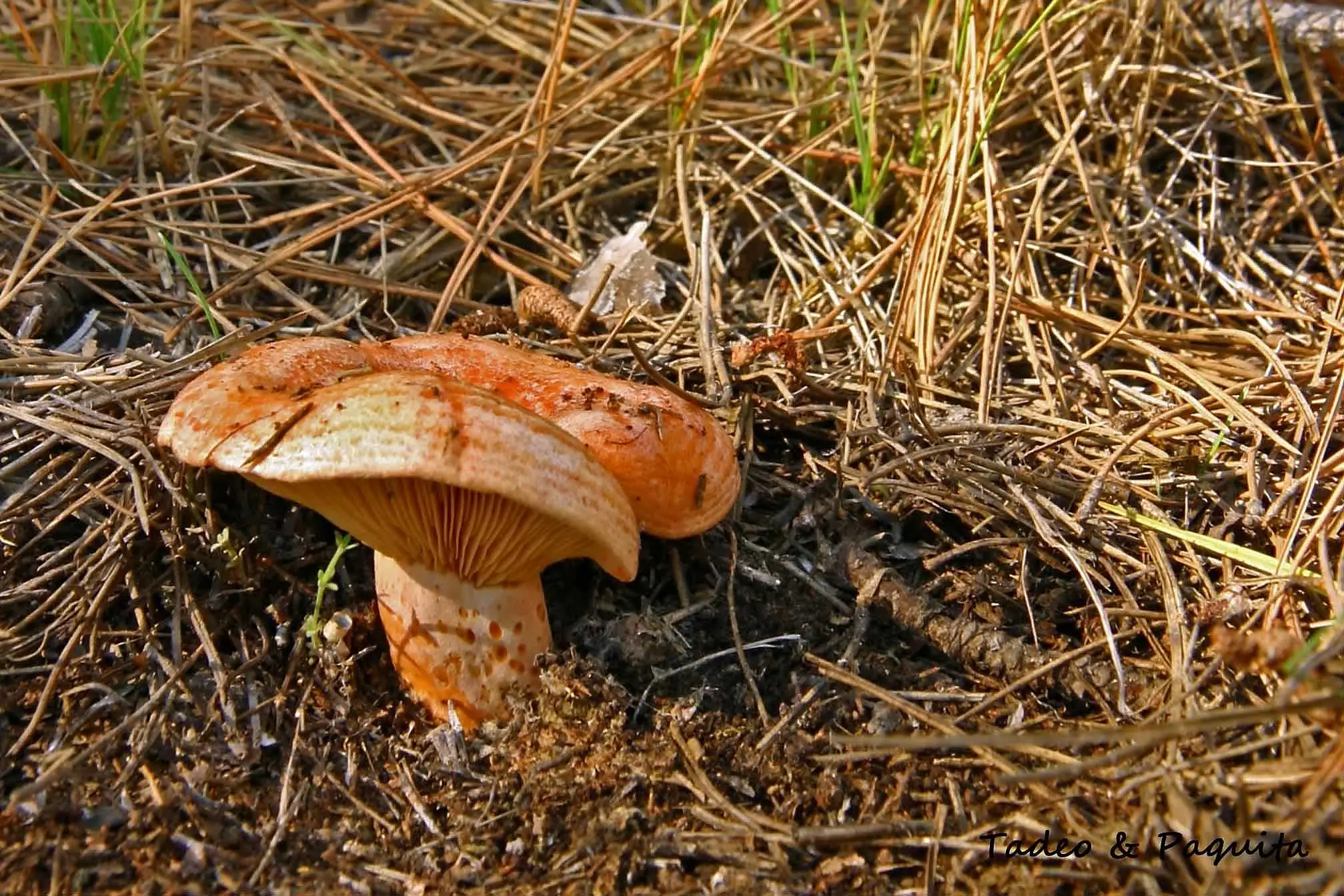 Níscalo, Lactarius deliciosus