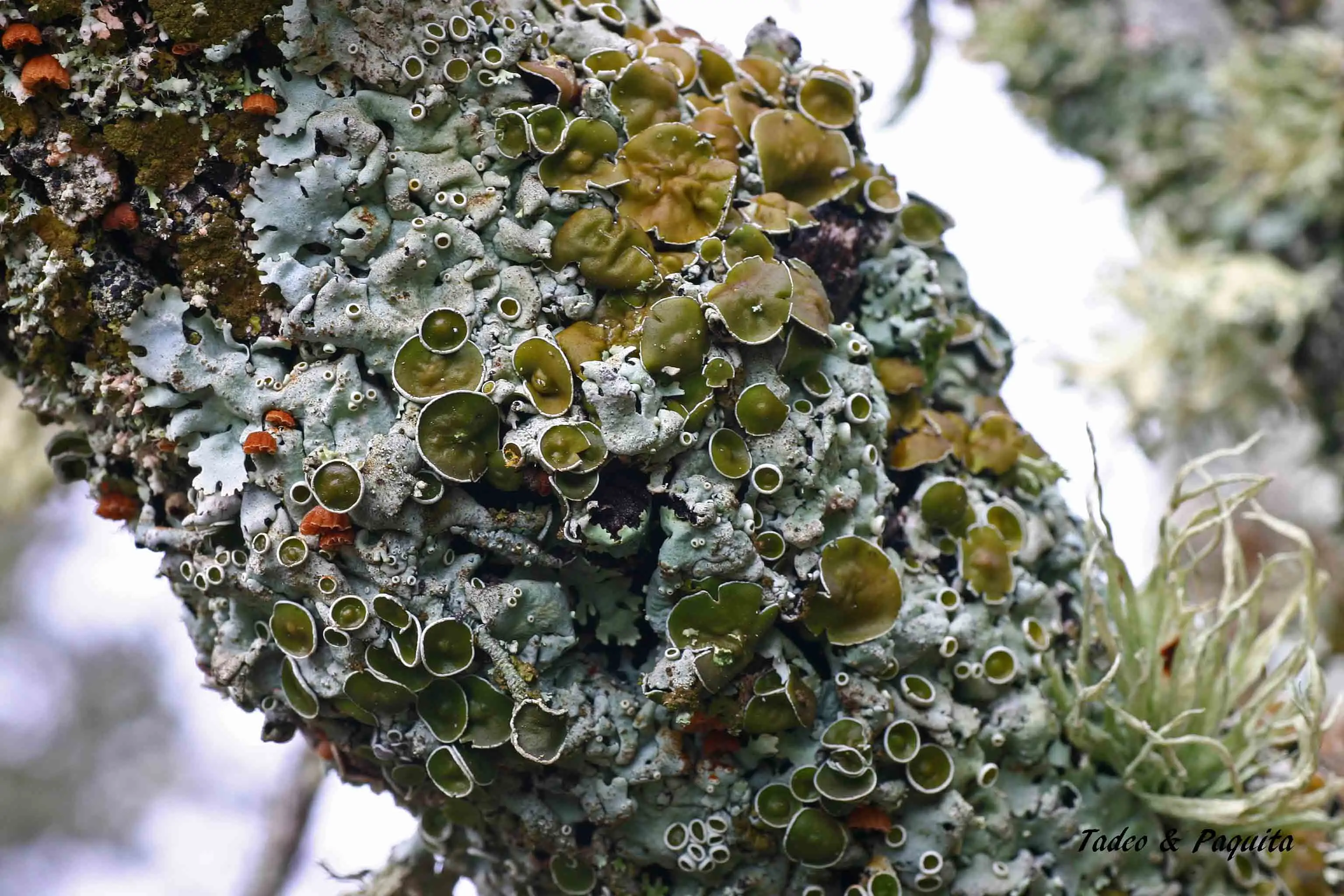 Lecanora chlarotera
