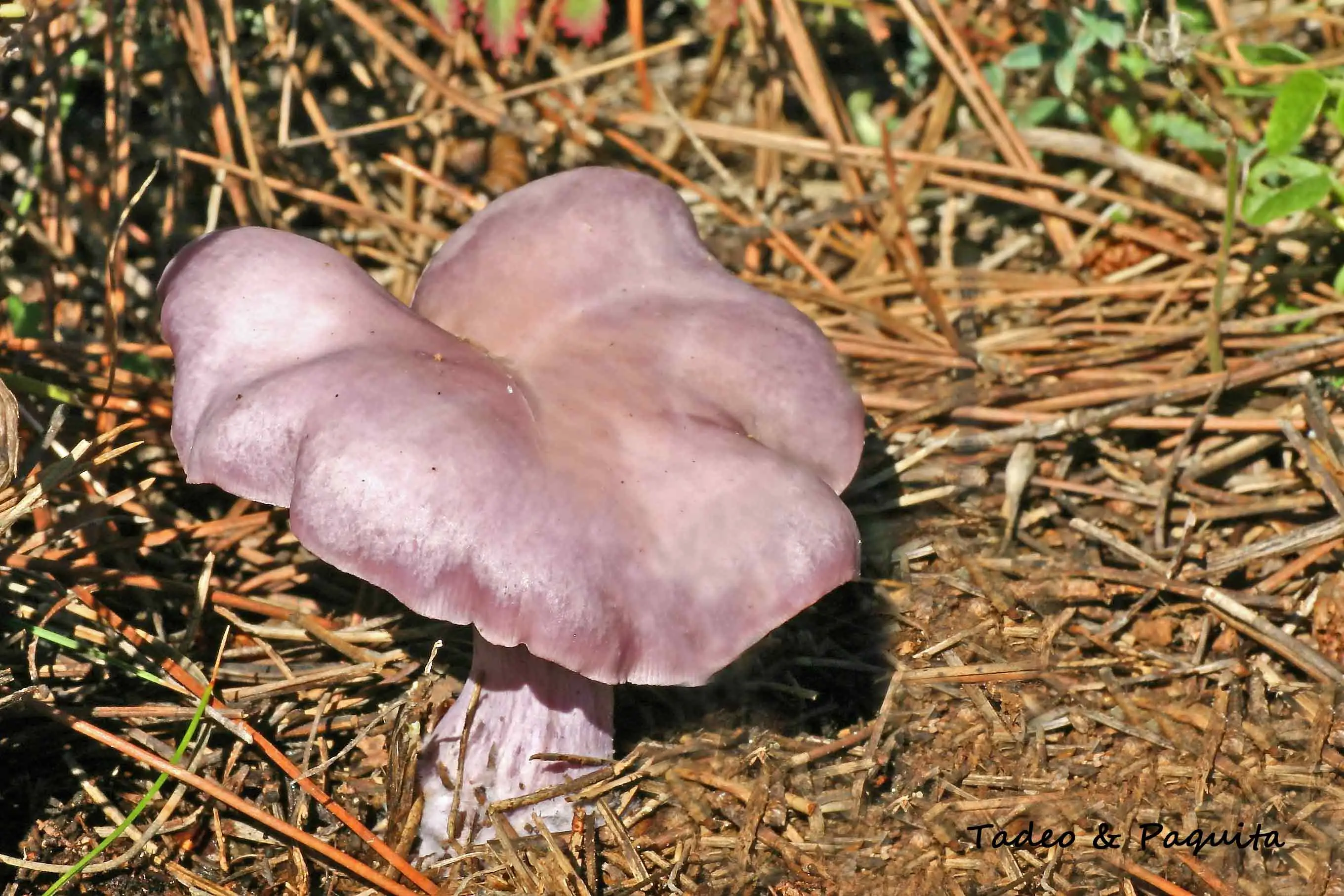 Lepista sordida