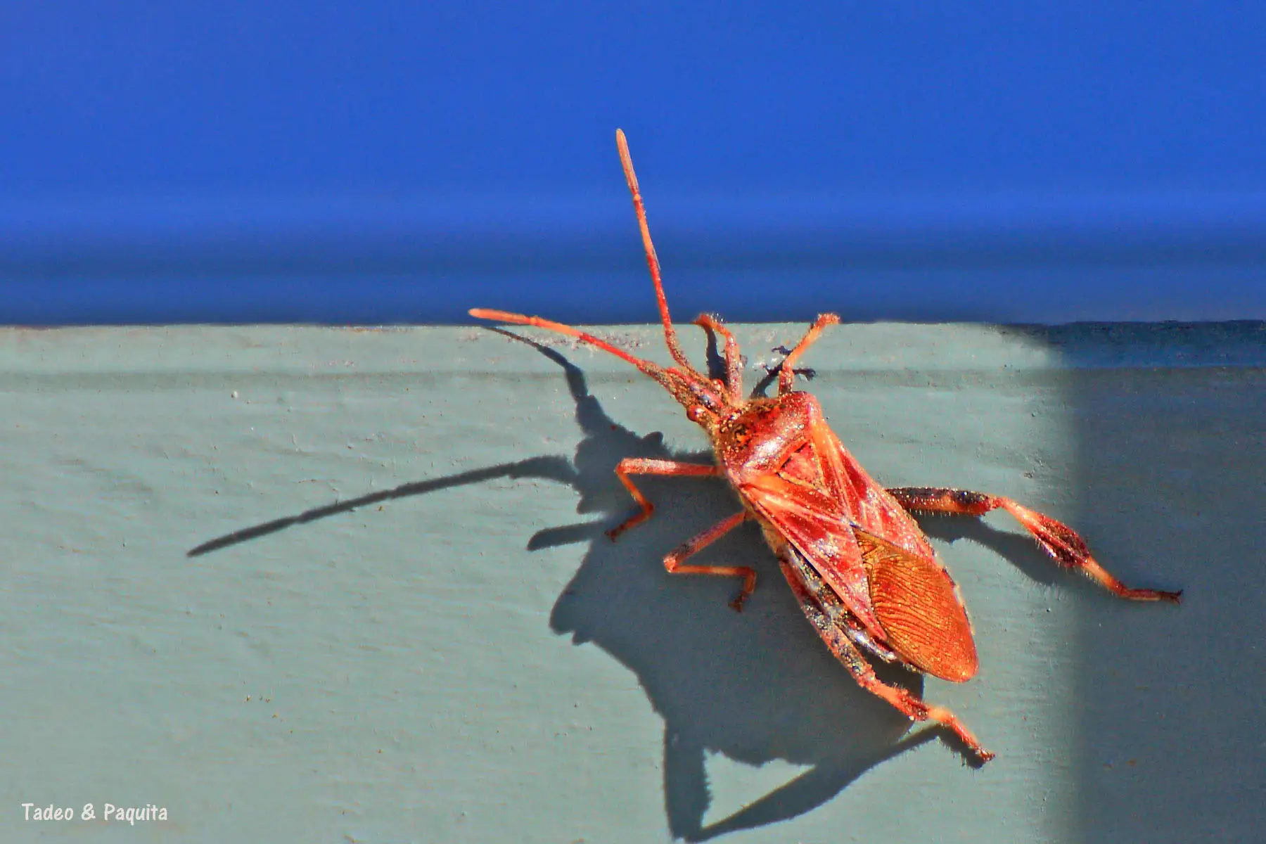 Leptoglossus occidentalis