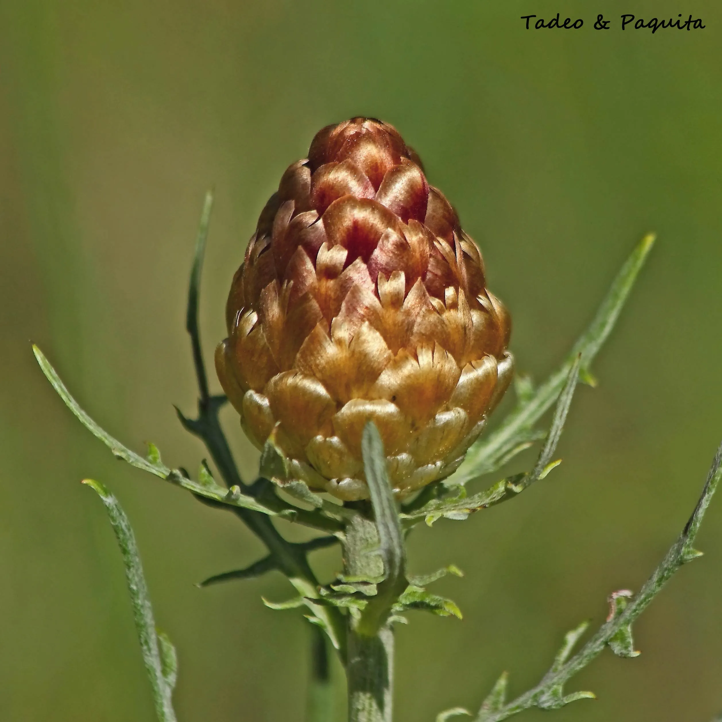 Leuzea conifera, cuchara de pastor